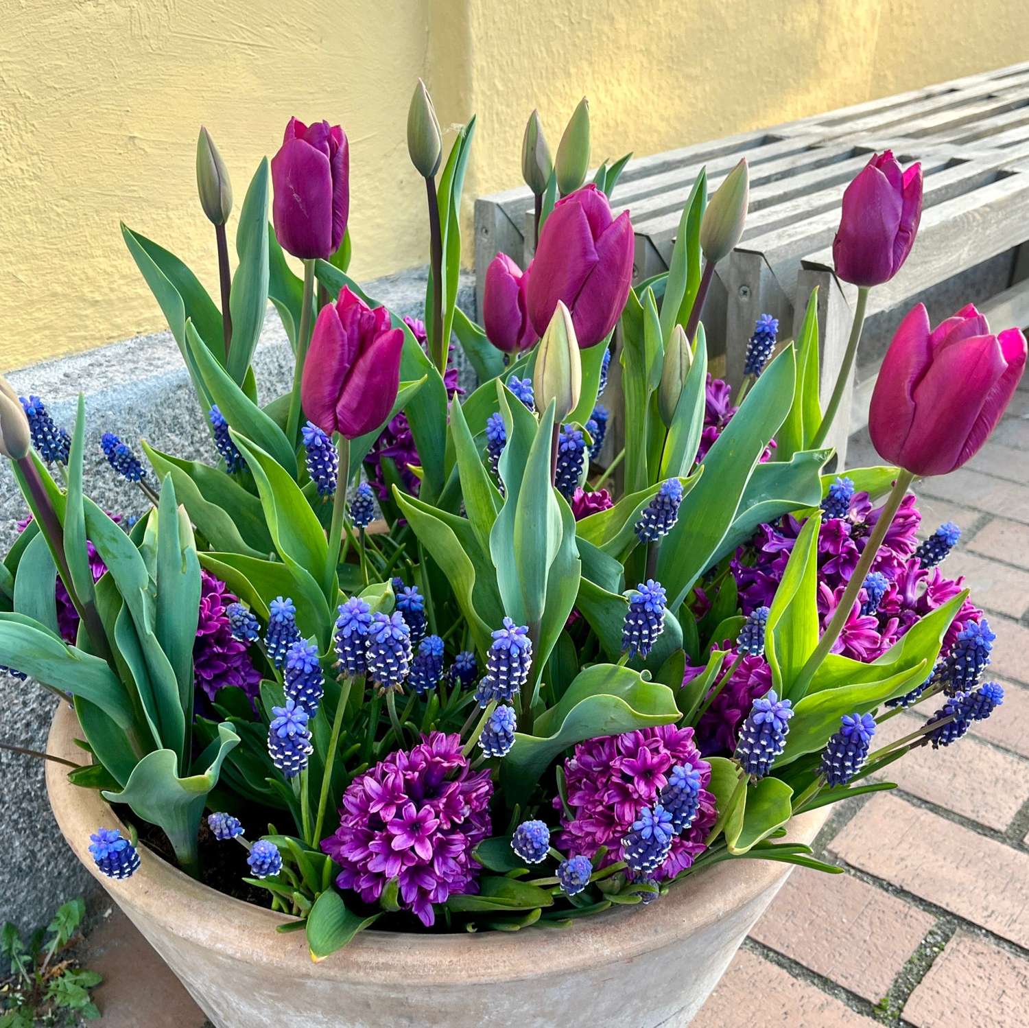 Bollenmengsel 'Deep Purple'
