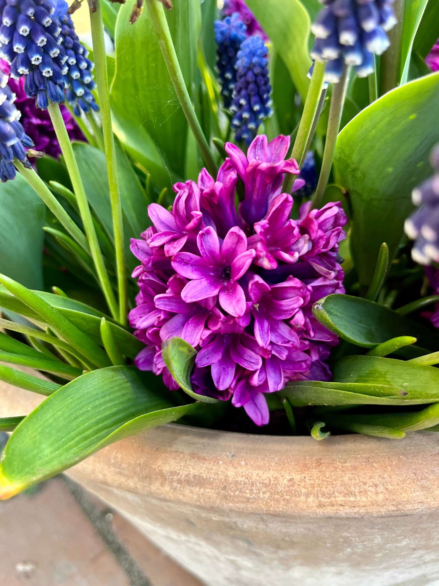 Bollenmengsel 'Deep Purple'
