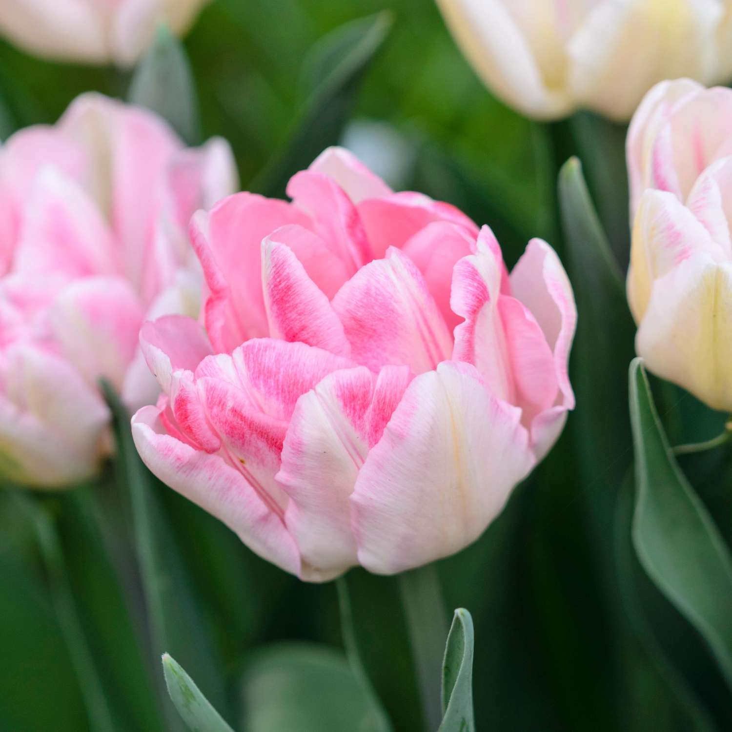 Bollenmengsel 'Pink Suffusion'