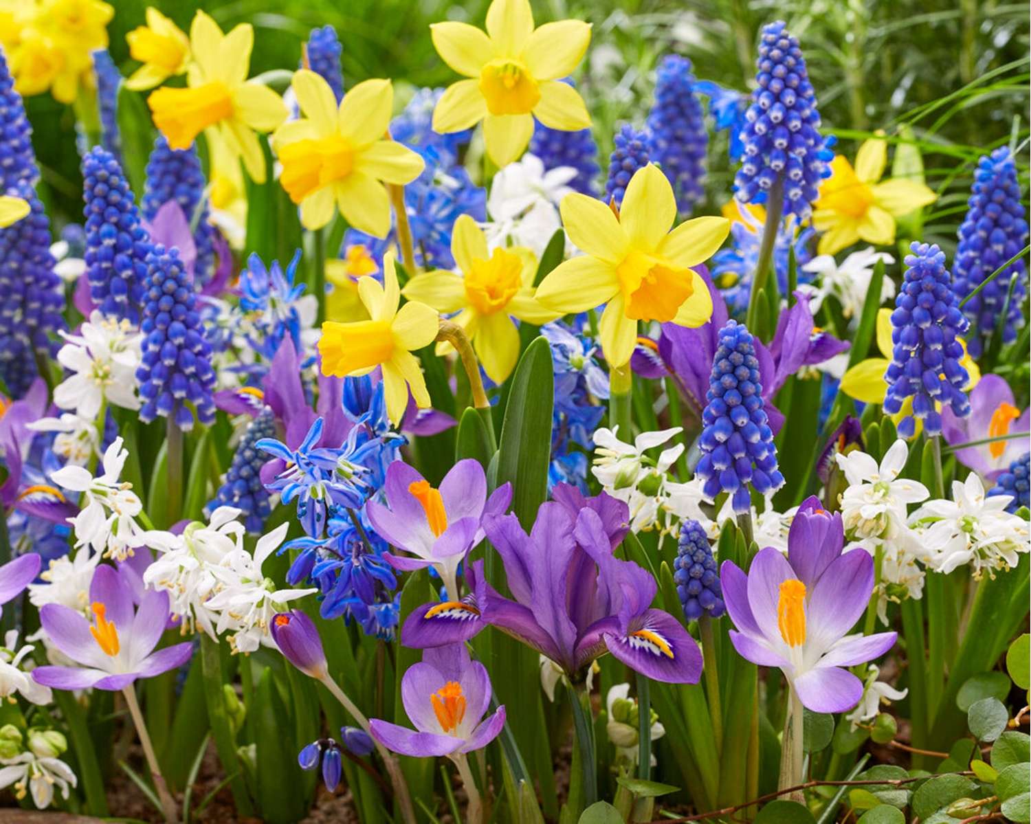 Bloembolmengsel 'Spring Splash'