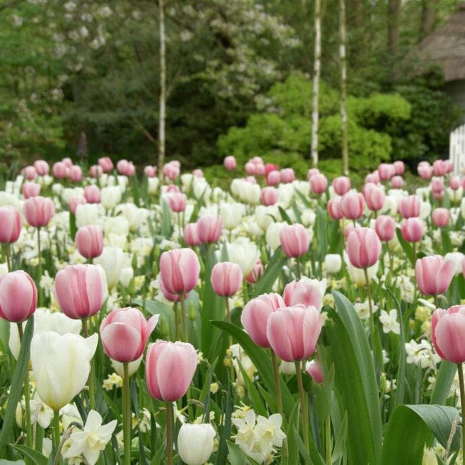 Bollenmengsel 'Strawberry Cream'