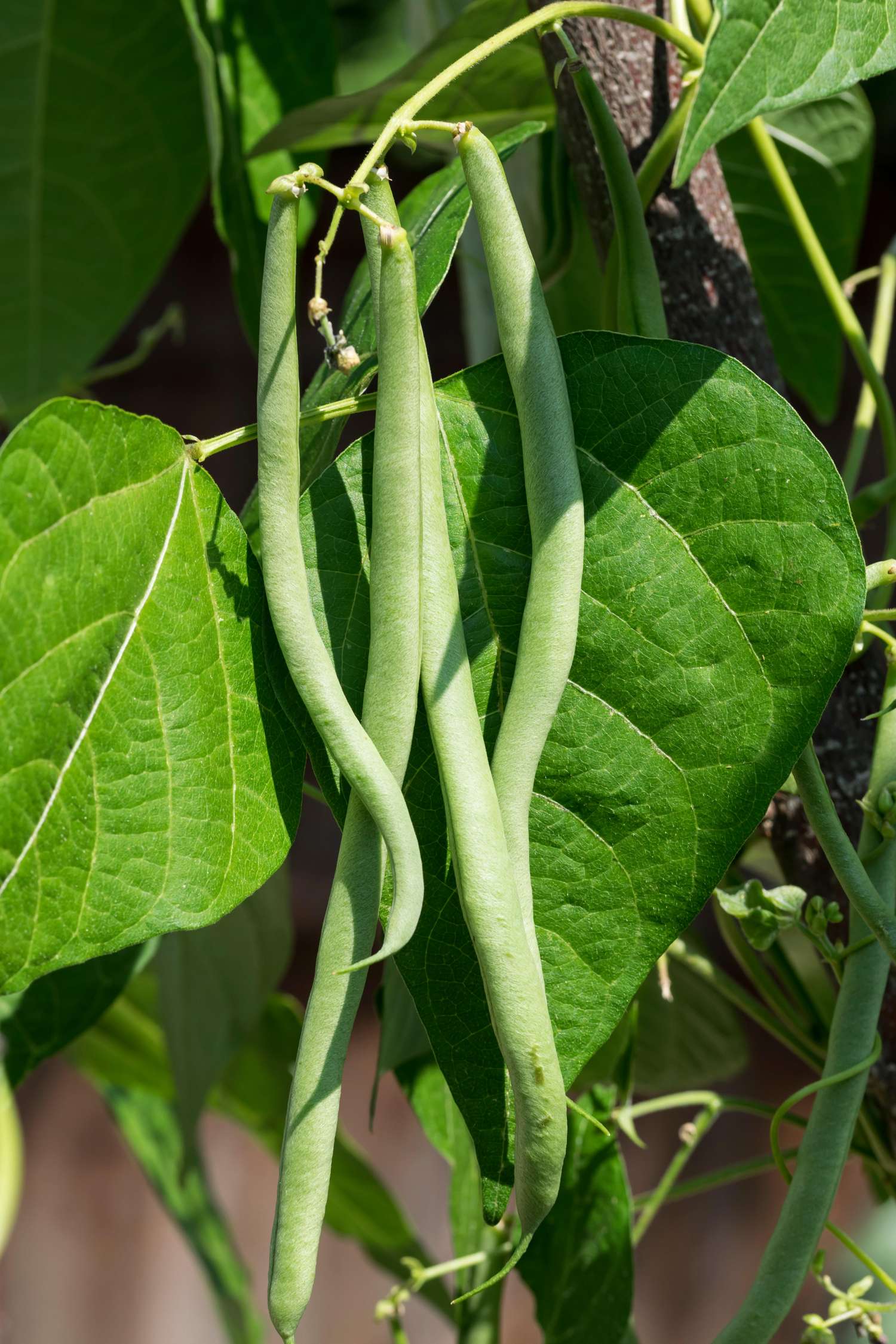 Stamboon 'Cobra' (BIO zaden)