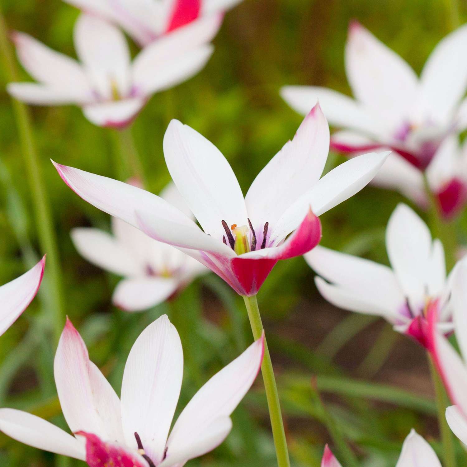 Botanische Tulp 'Peppermintstick'