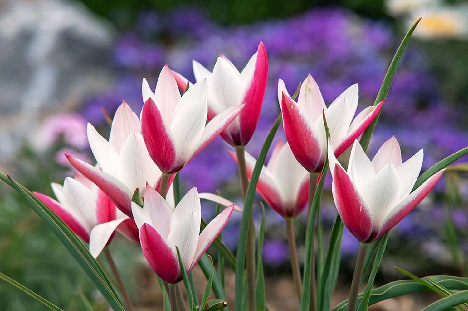 Botanische Tulp 'Peppermintstick'