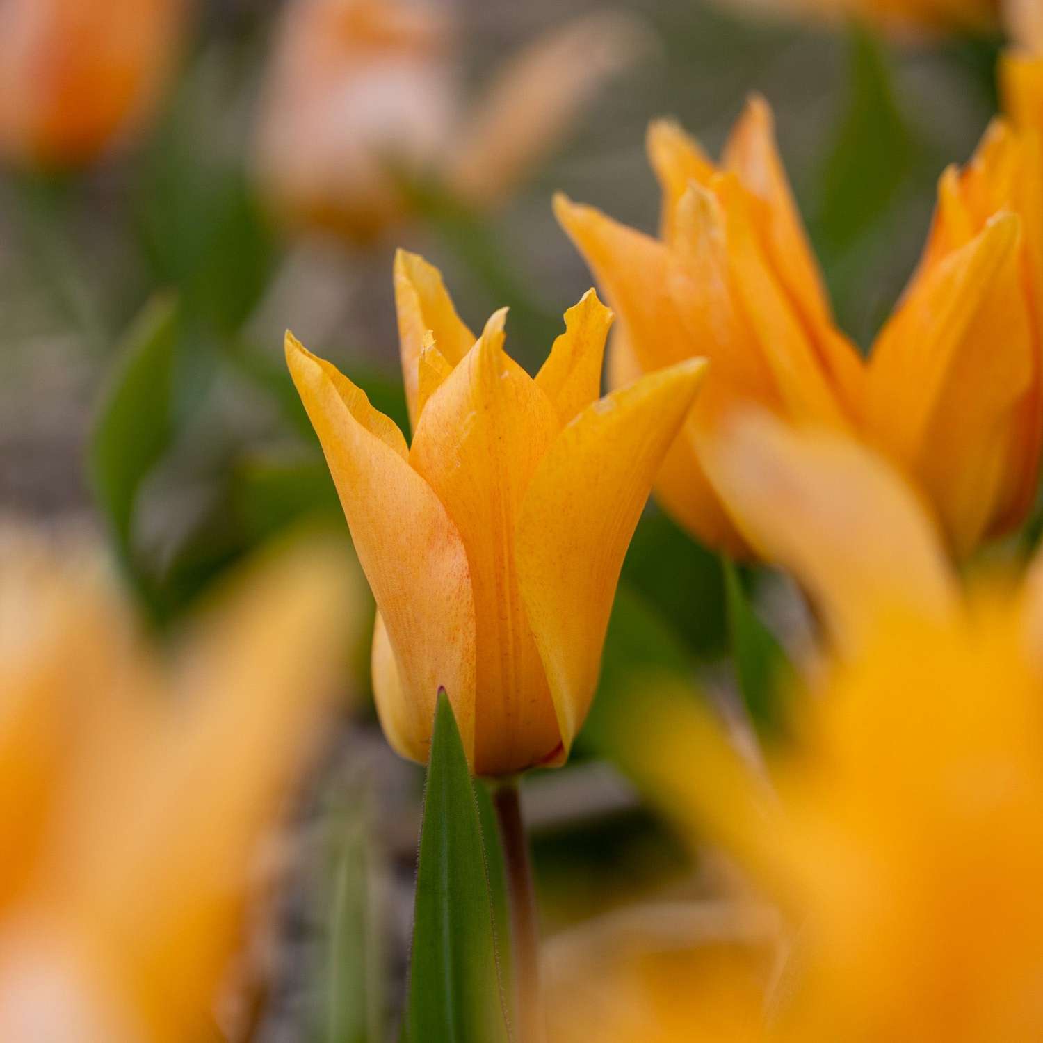 Botanische Tulp 'Praestans Shogun'