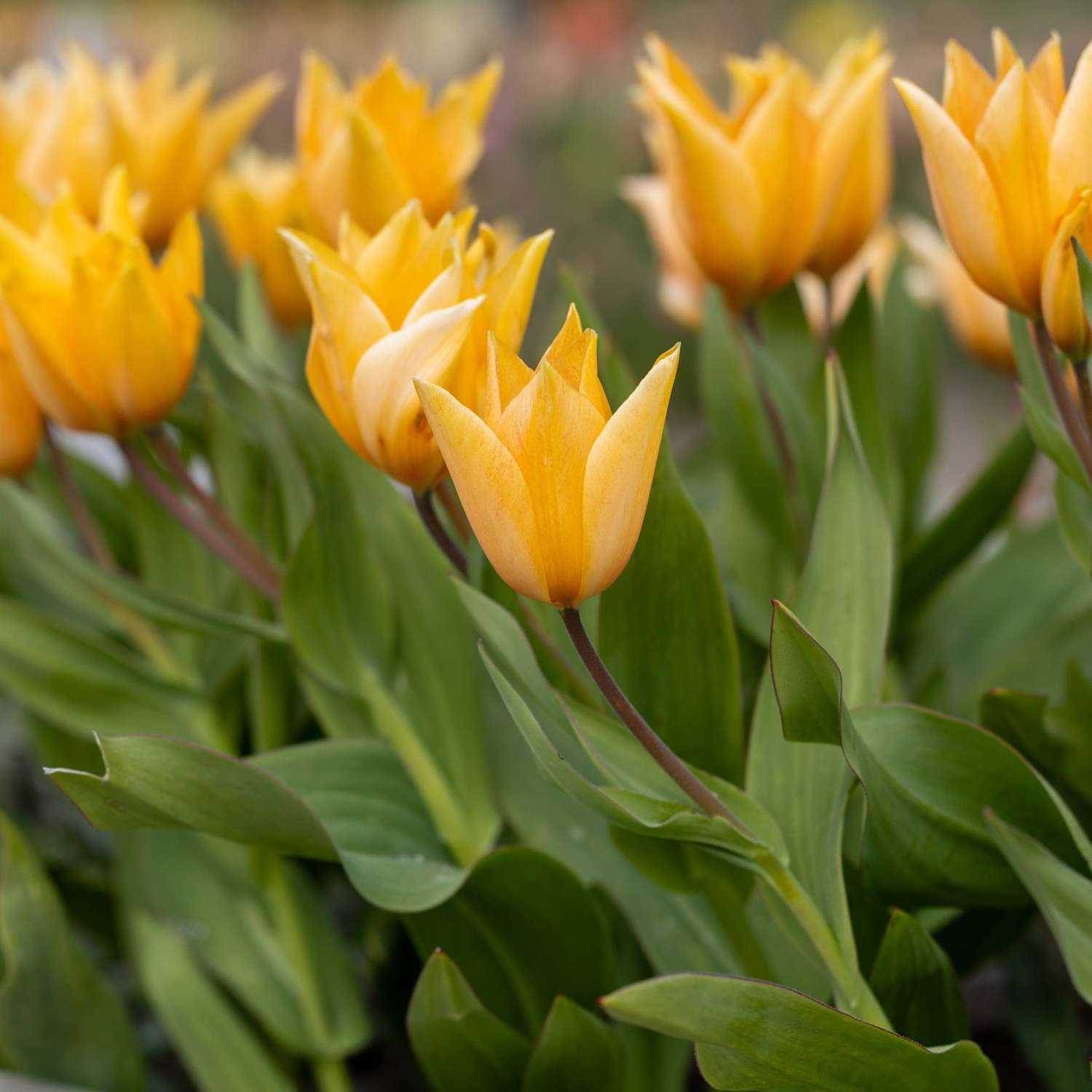 Botanische Tulp 'Praestans Shogun'