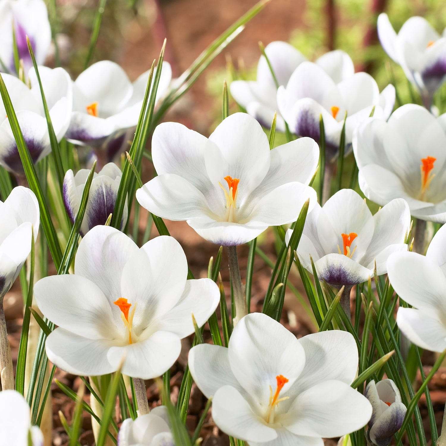 Botanische krokus 'Prince Claus'