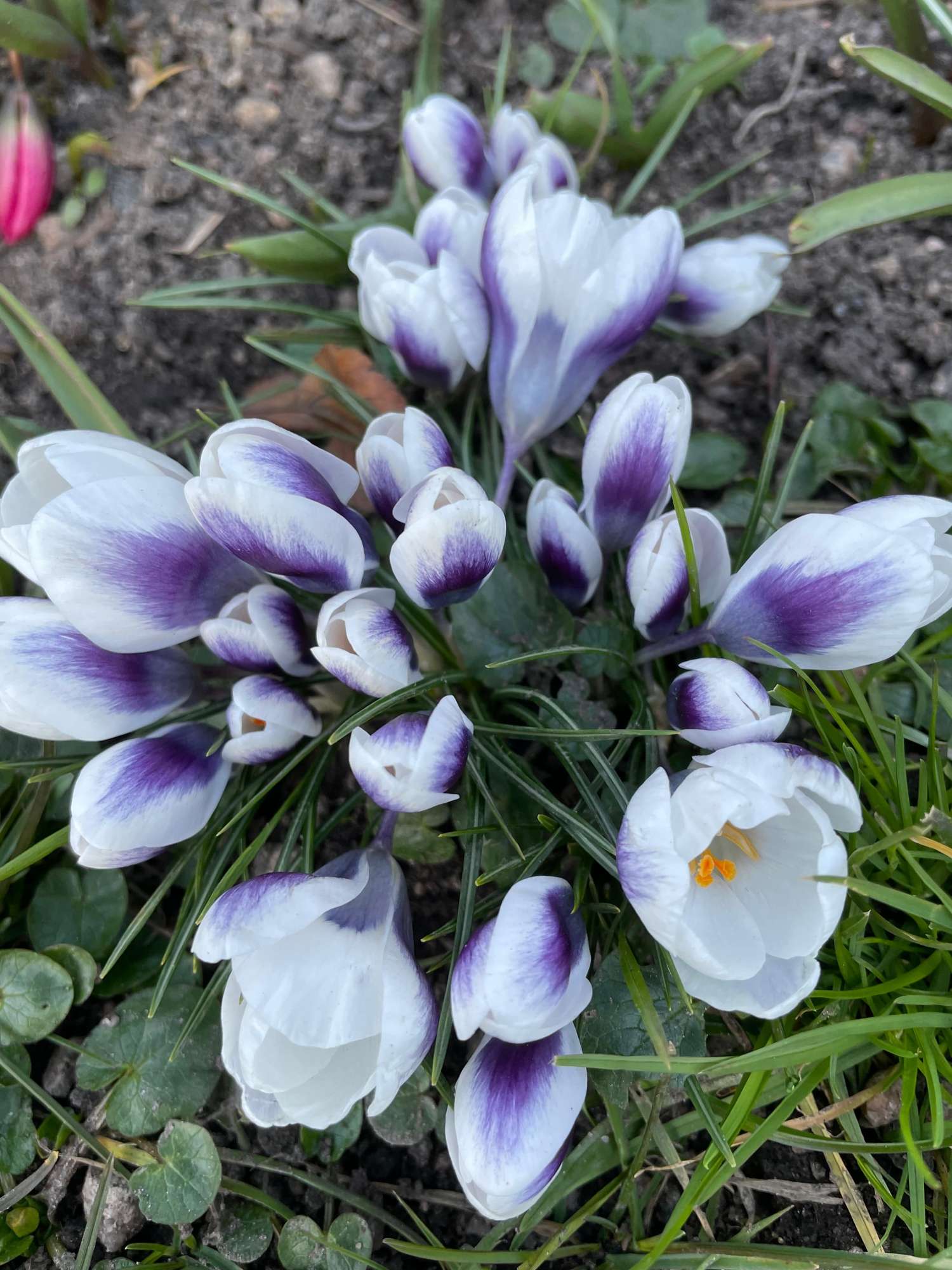 Botanische krokus 'Prince Claus'