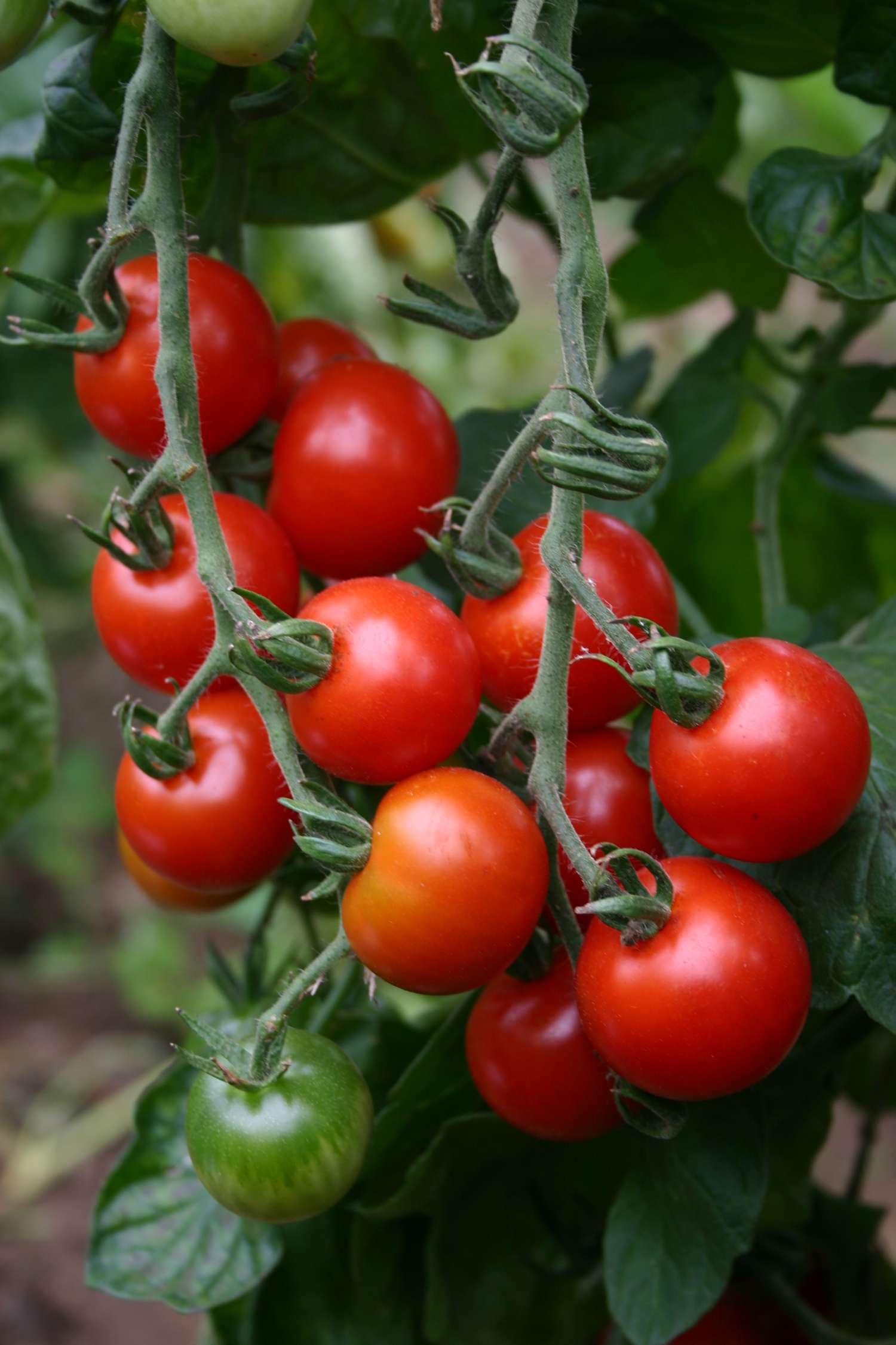 Cherrytomaat 'Sweetie' (BIO zaden)
