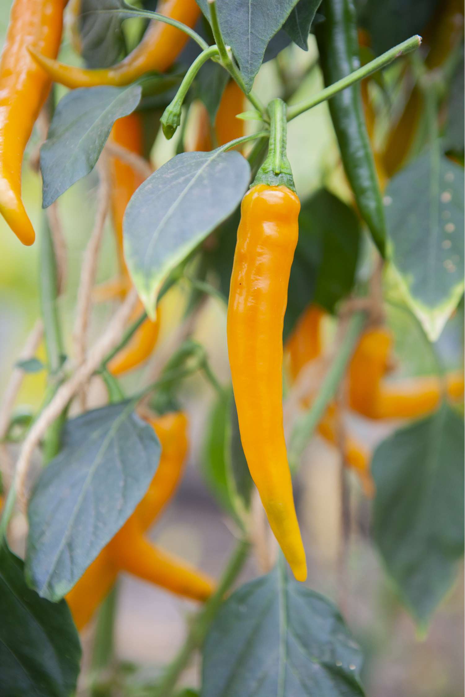 Spaanse peper 'Koh Tao' (BIO zaden)