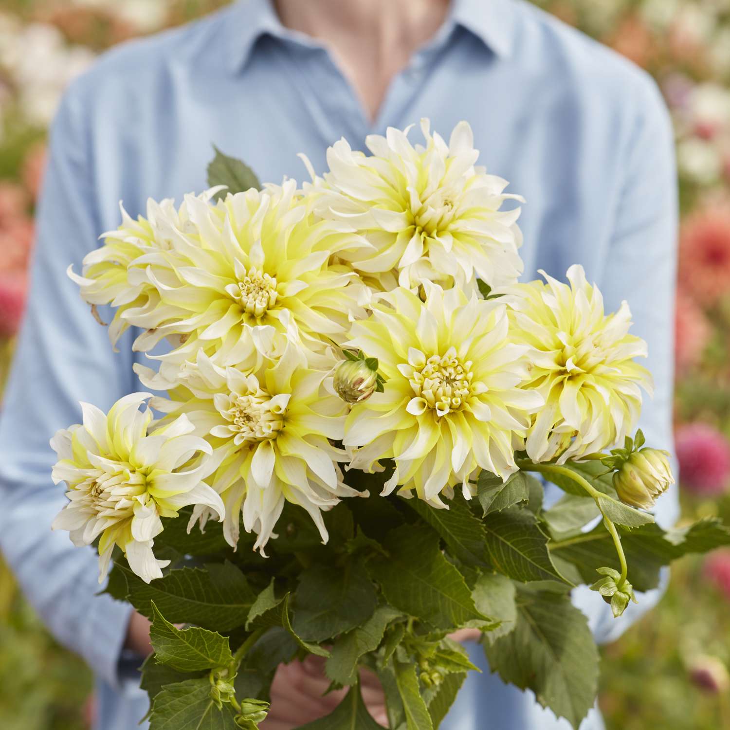 Dahlia 'Calgary Flames'