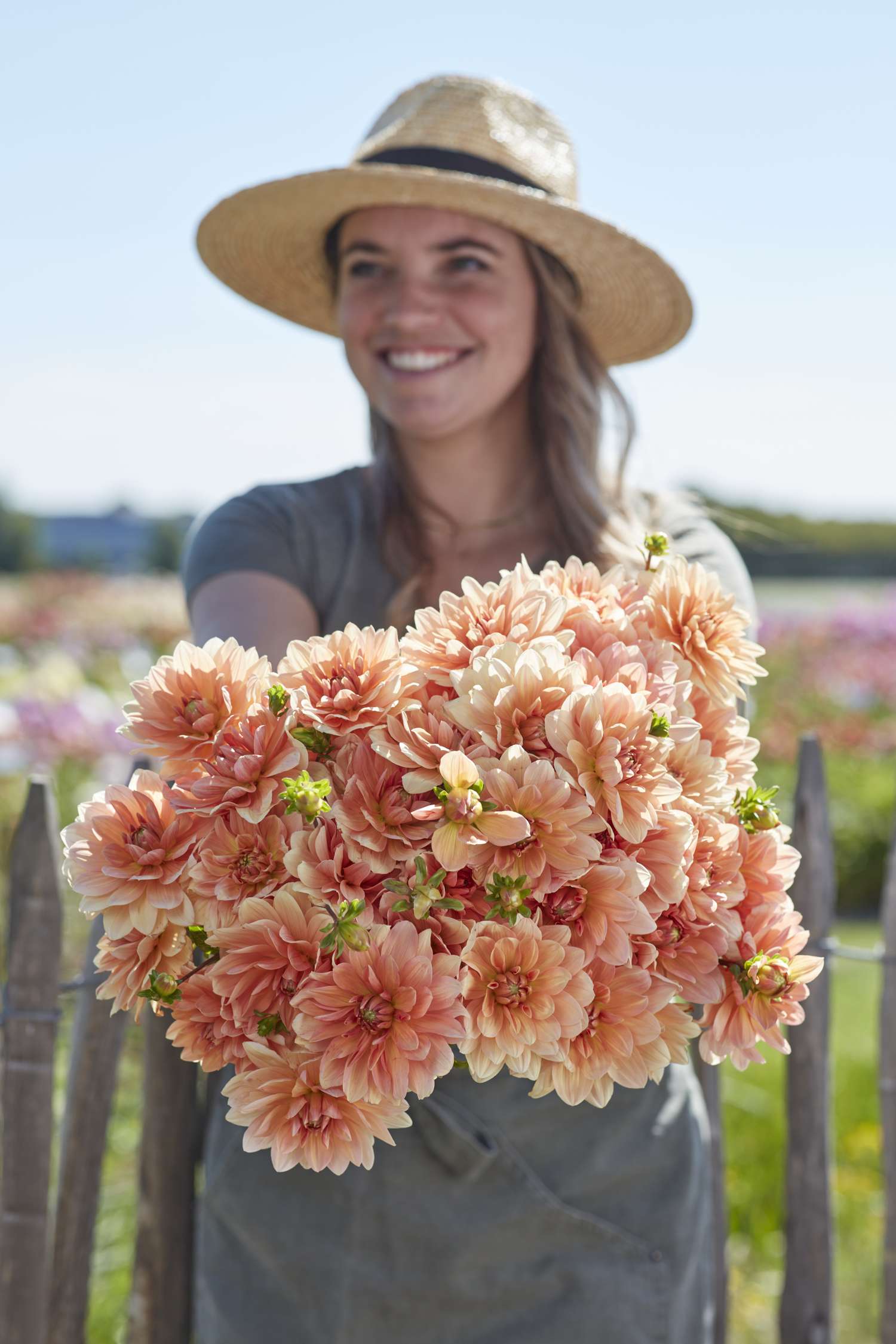 Dahlia 'Apricot Desire'