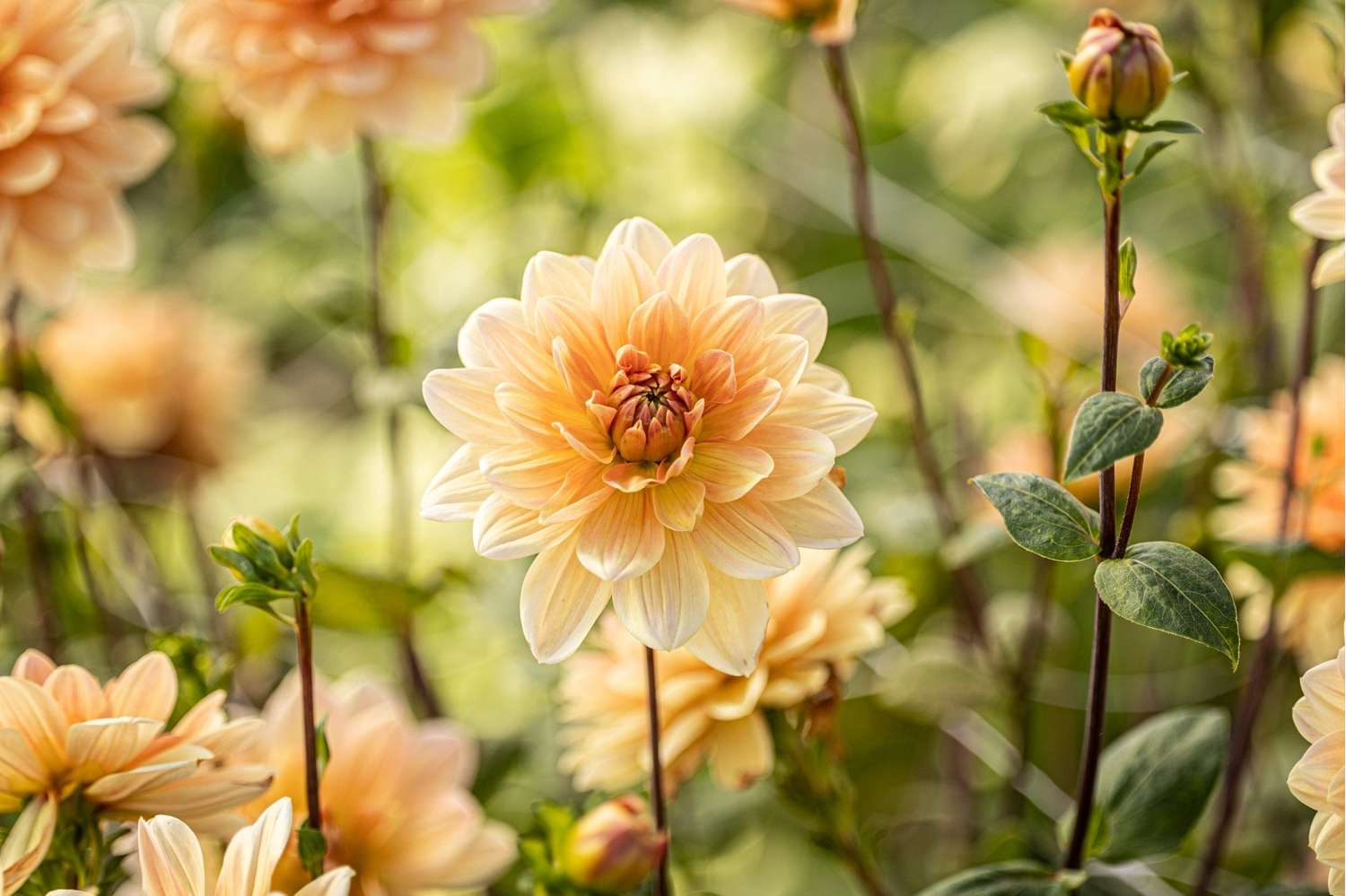 Dahlia 'Apricot Desire'