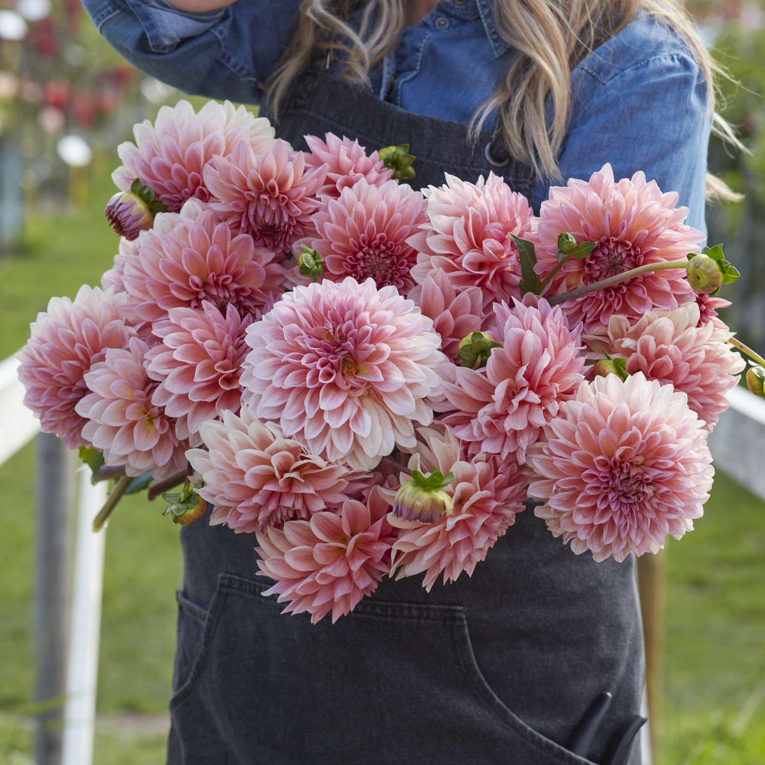 Dahlia 'Beauty Queen'