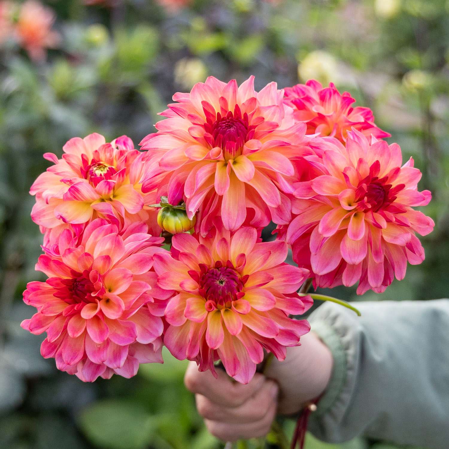 Dahlia 'Belfloor'