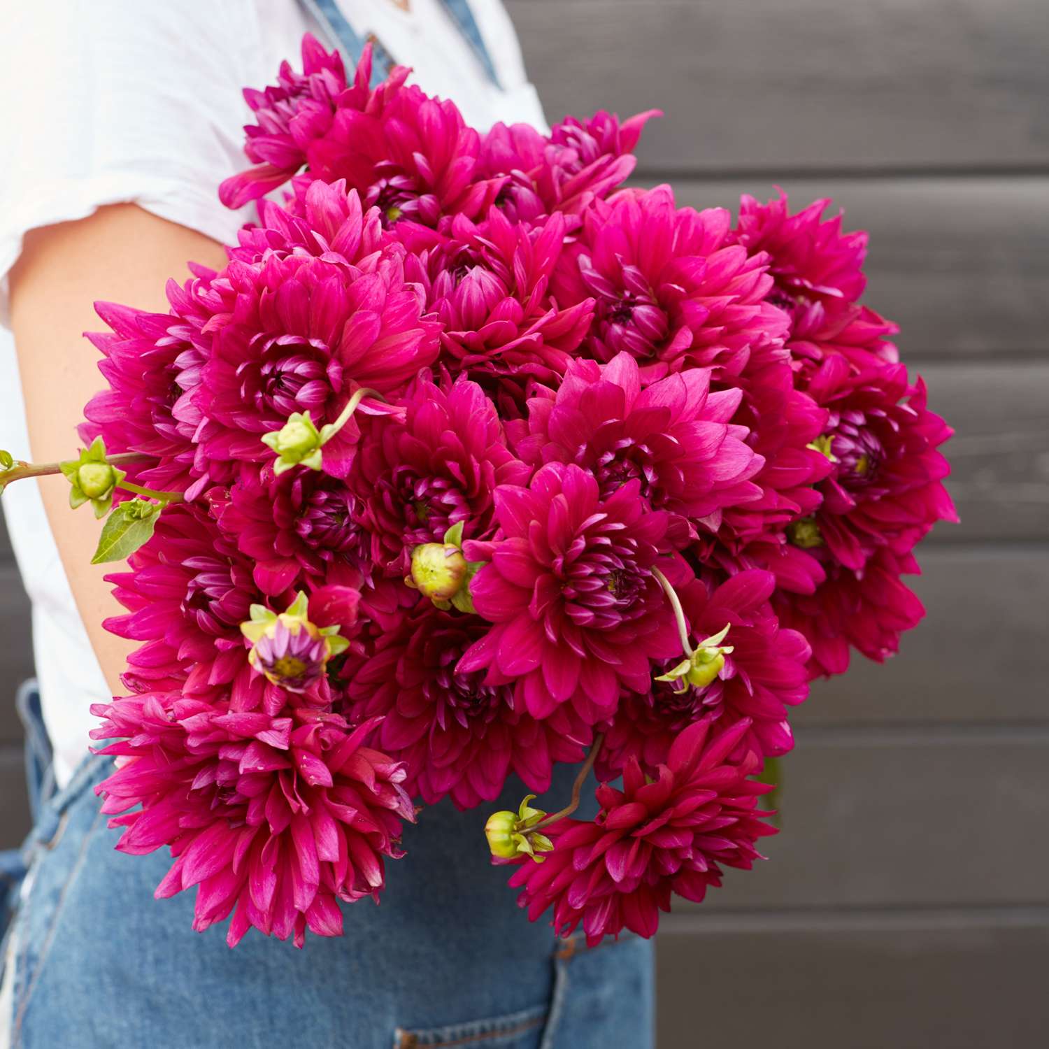 Dahlia 'Berner Oberland'