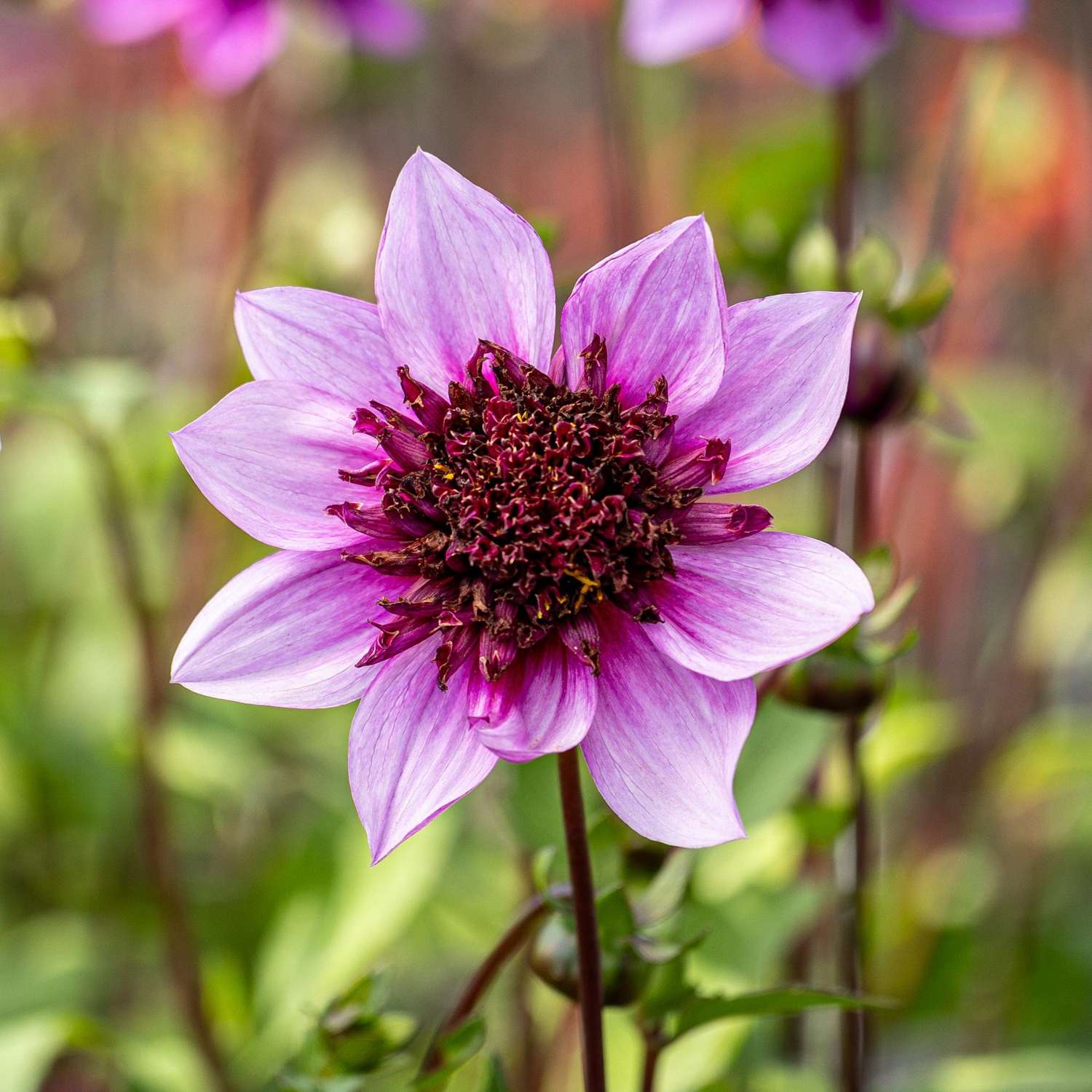 Dahlia 'Blue Bayou'