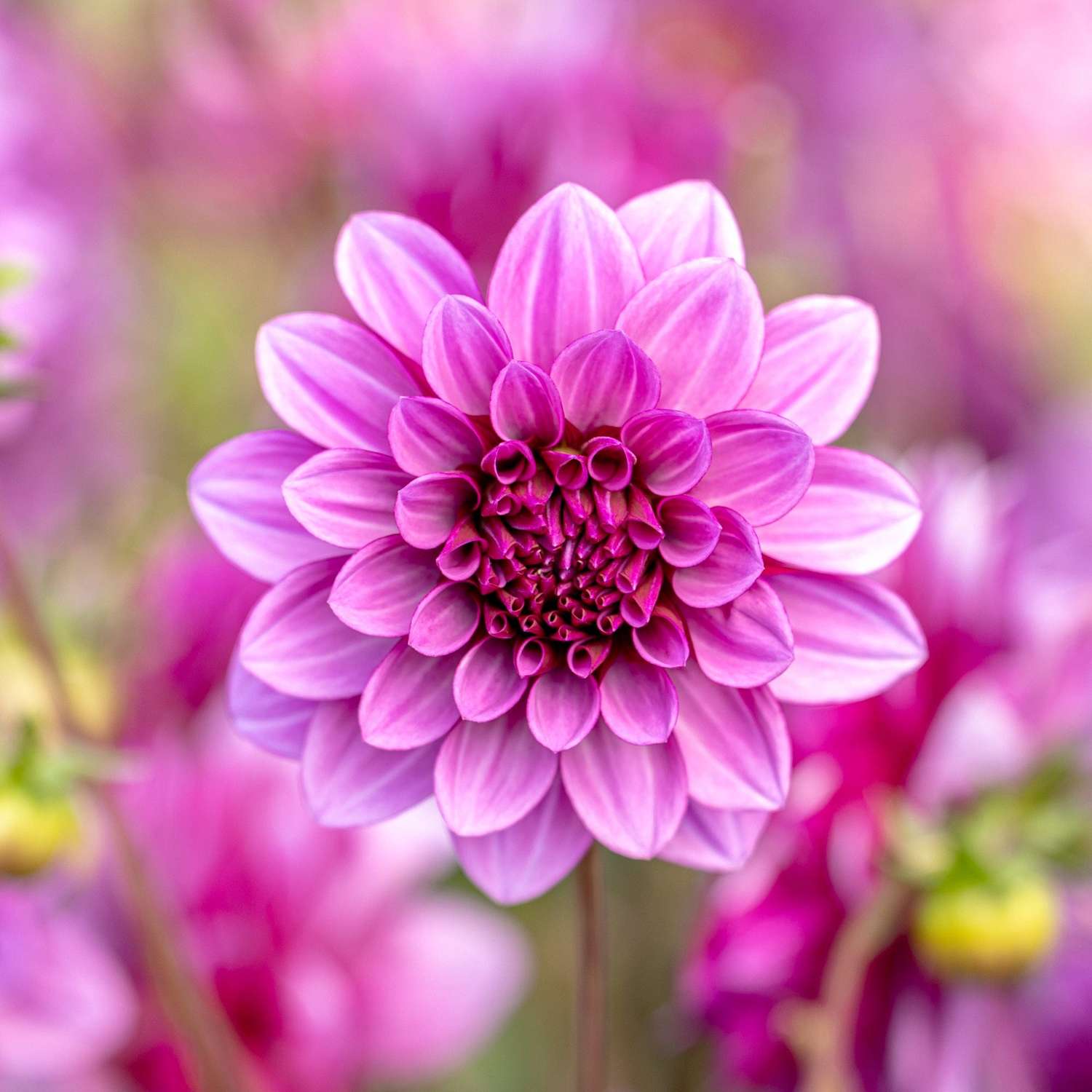 Dahlia 'Blue Bell'