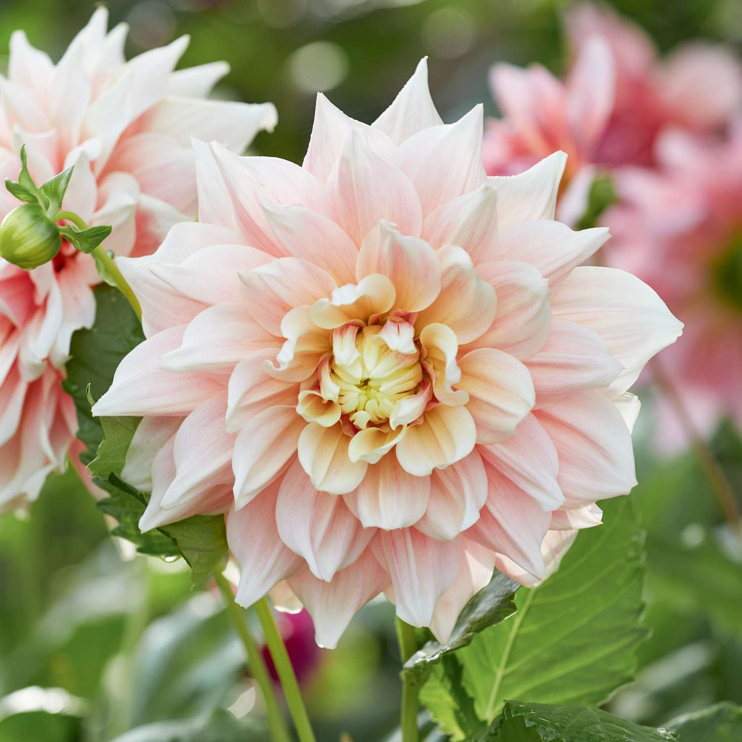Dahlia 'Break Out'