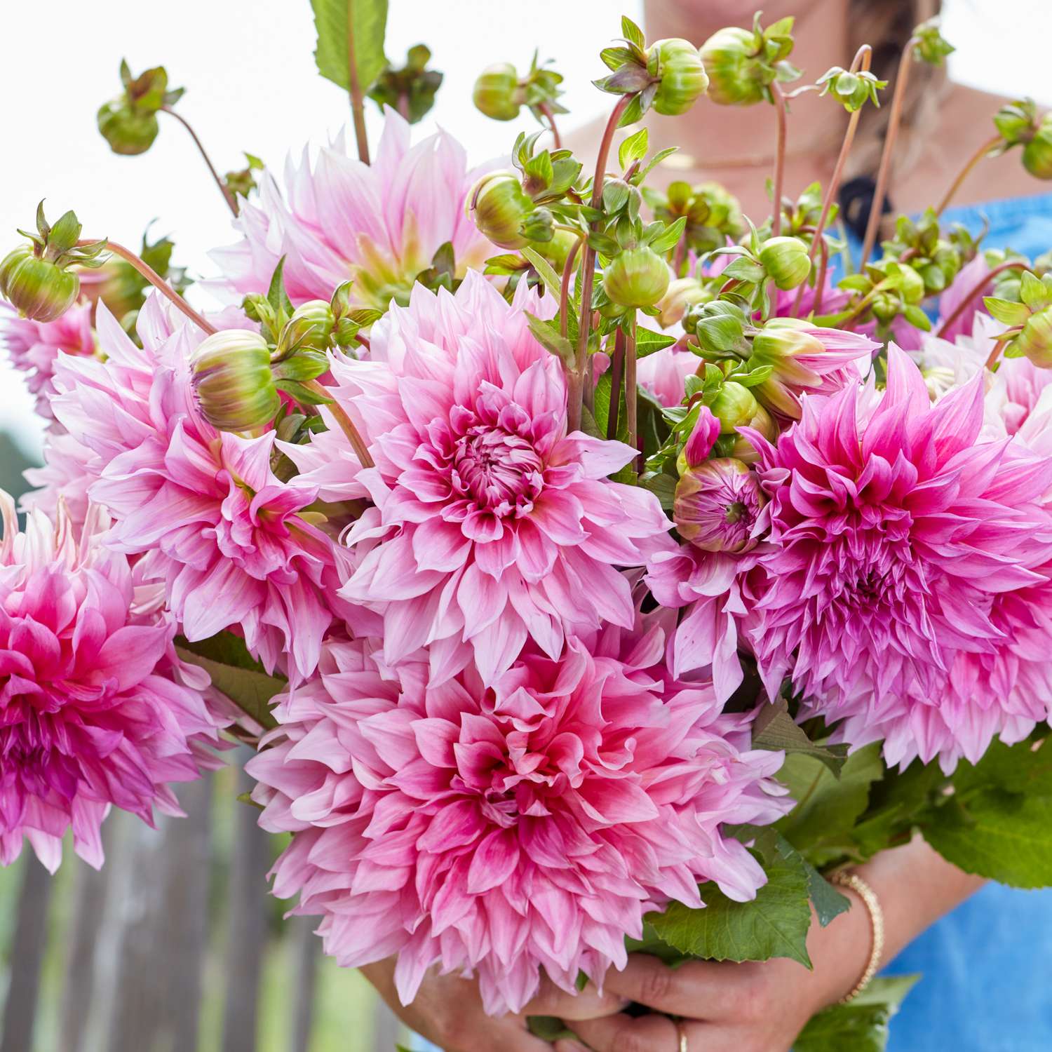 Dahlia 'Café au Lait Rosé'