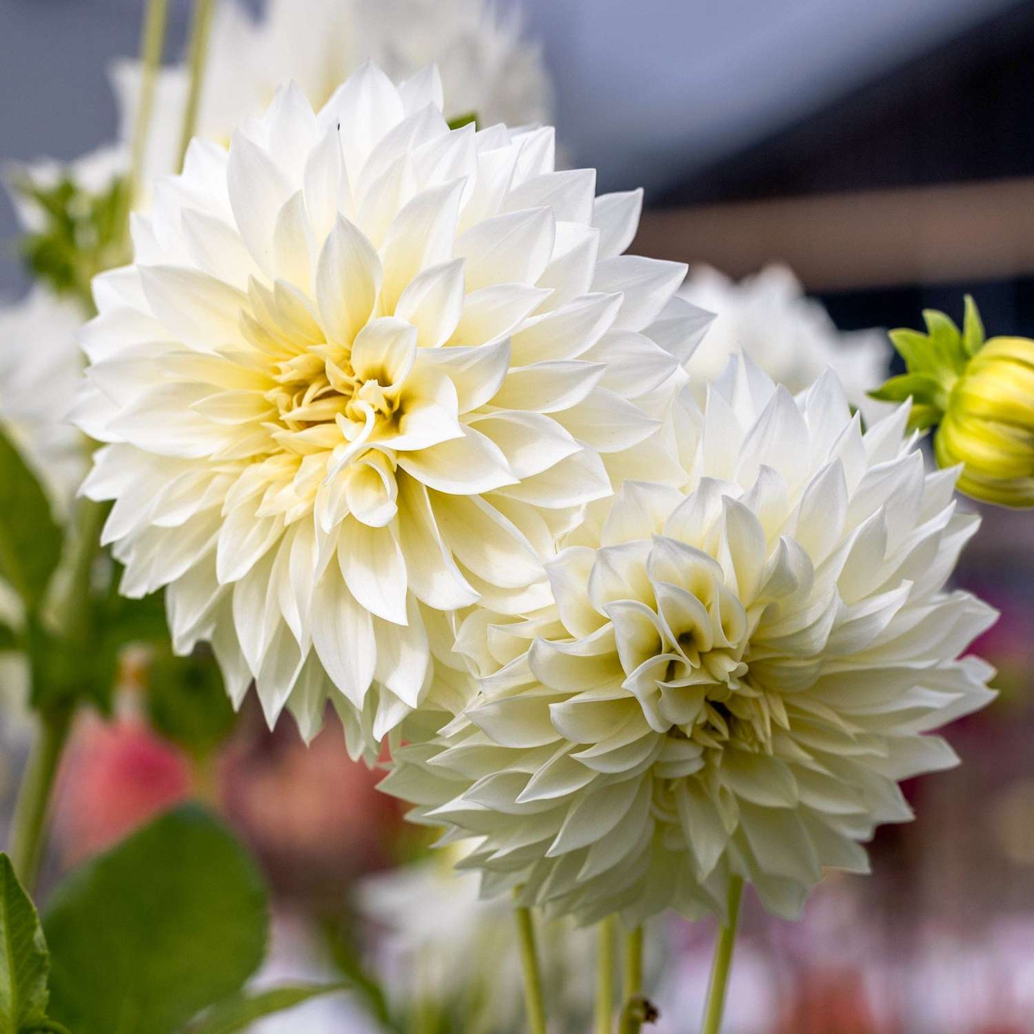 Dahlia 'Café au Lait Suprême'