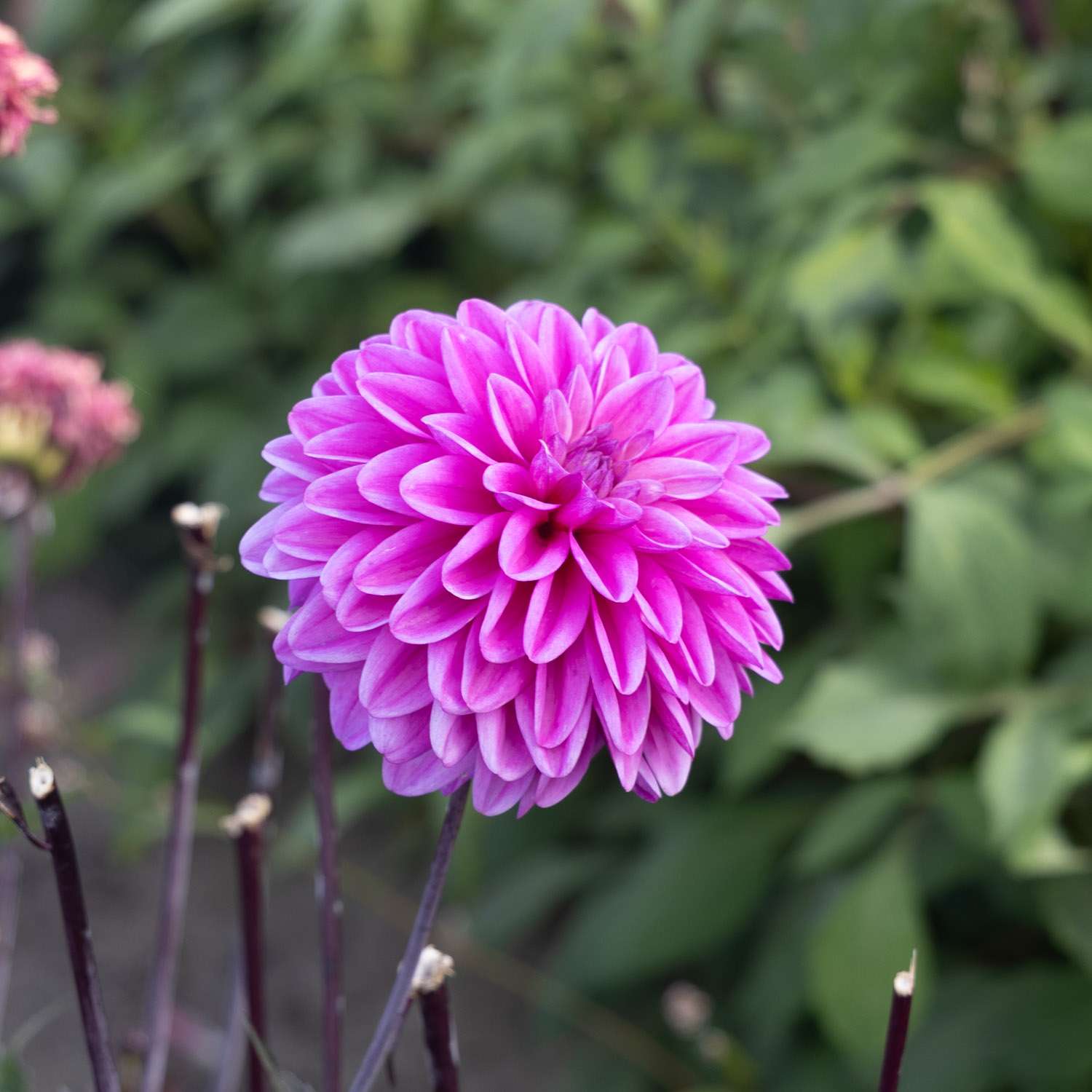 Dahlia 'Candlelight Mystic Blaze'