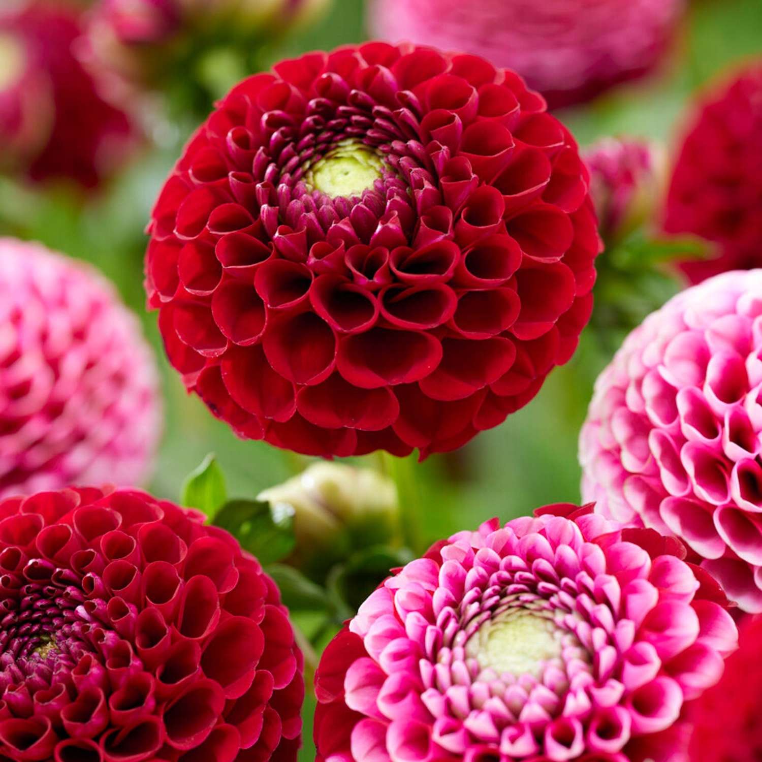 Dahlia 'Chick A Dee'