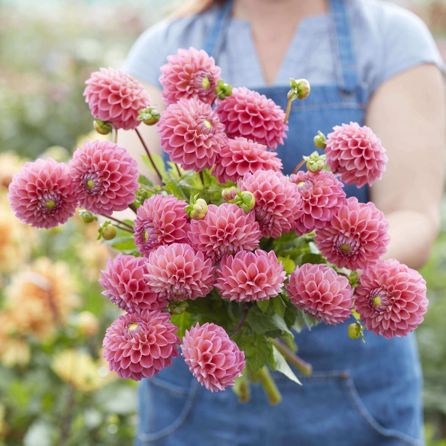 Dahlia 'Dikara Superb'