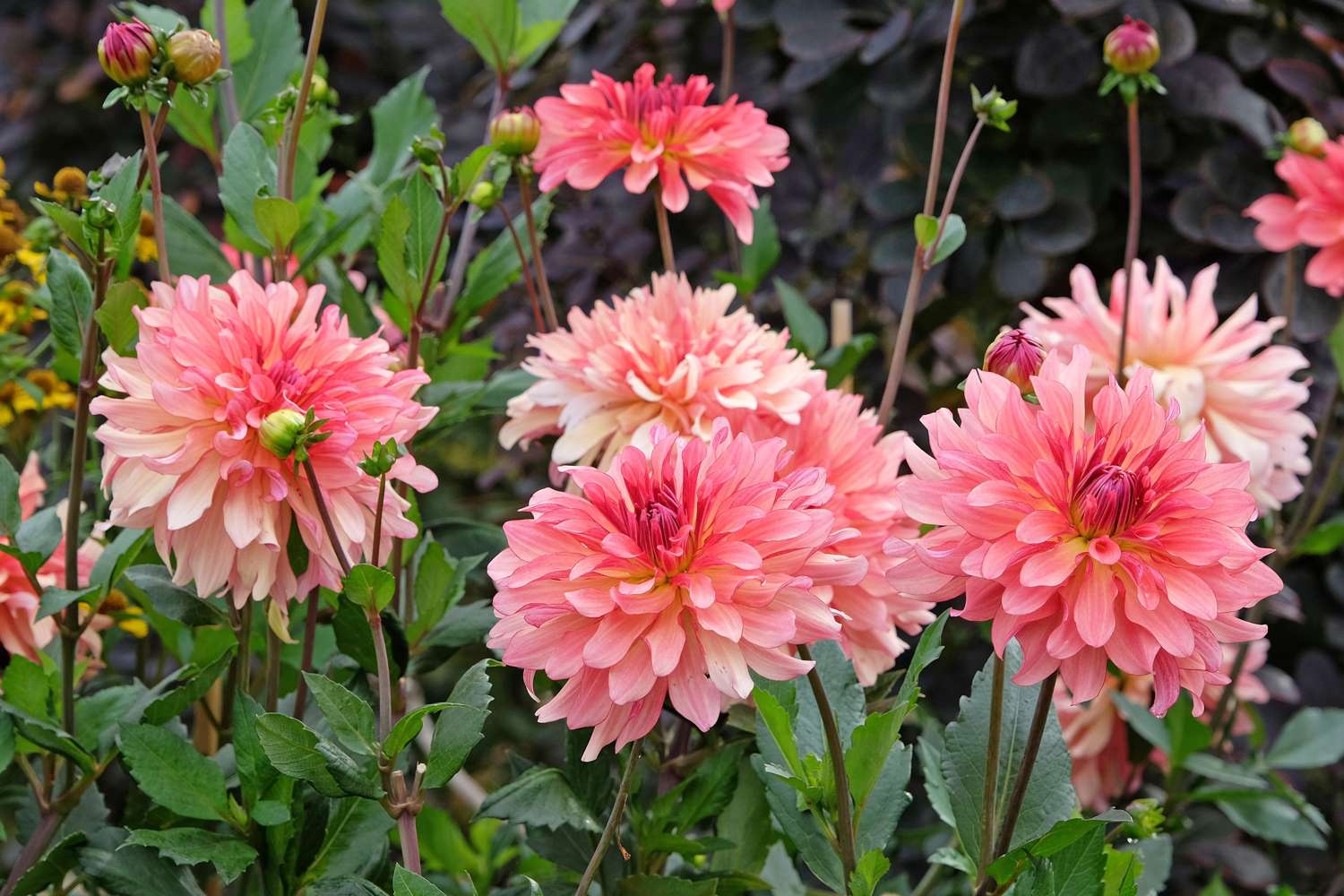 Dahlia 'Dutch Delight'