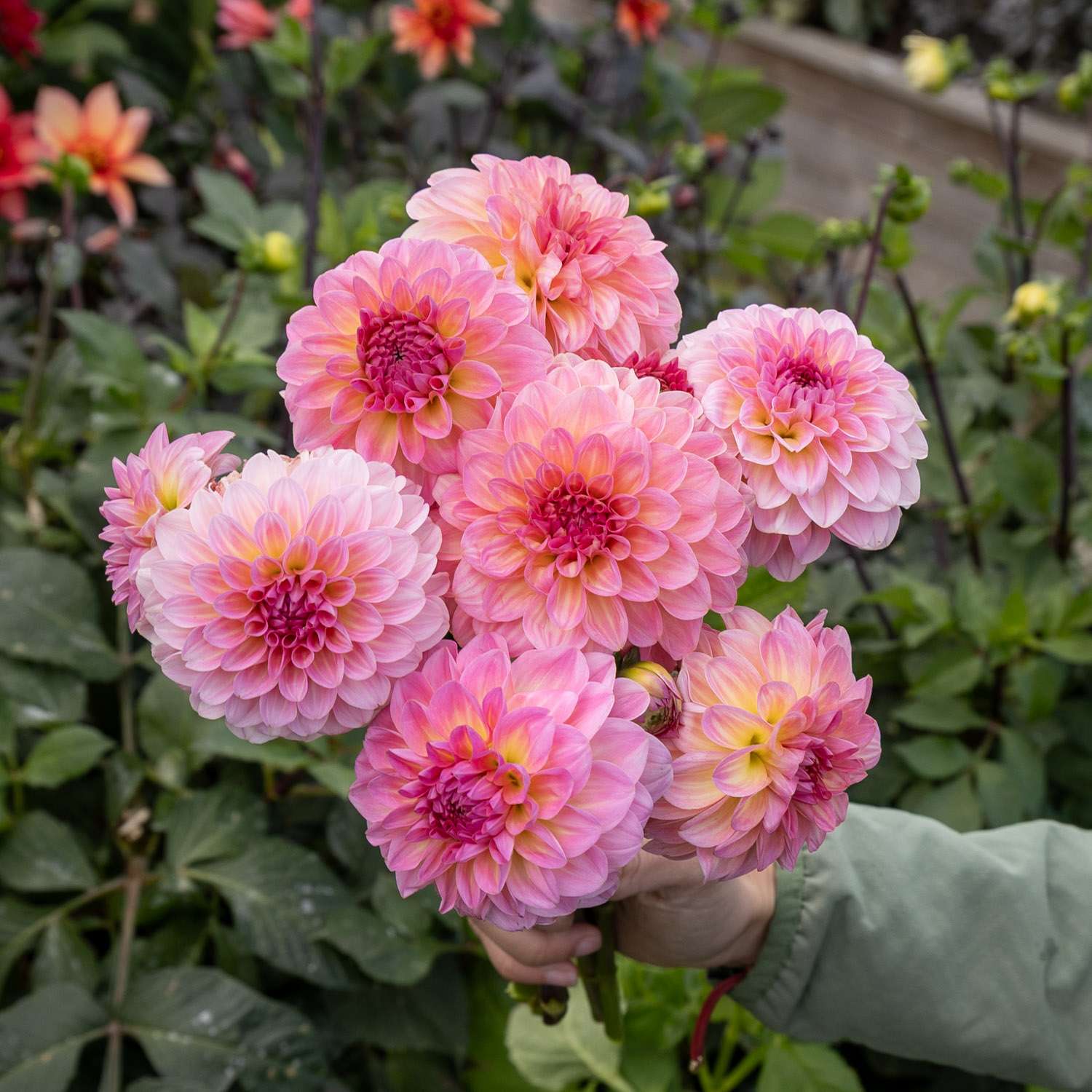 Dahlia 'Esli'