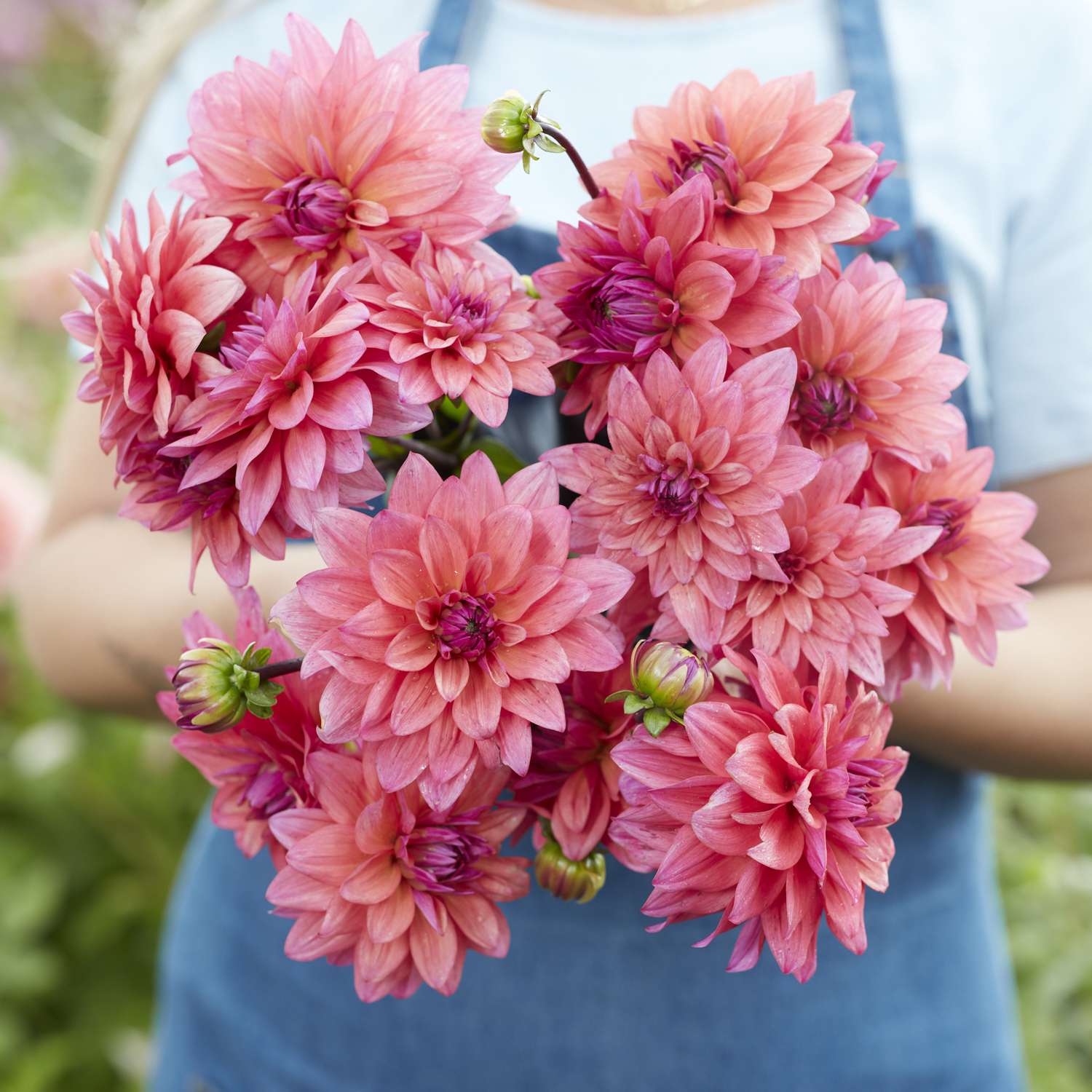 Dahlia 'Feline Yvonne'