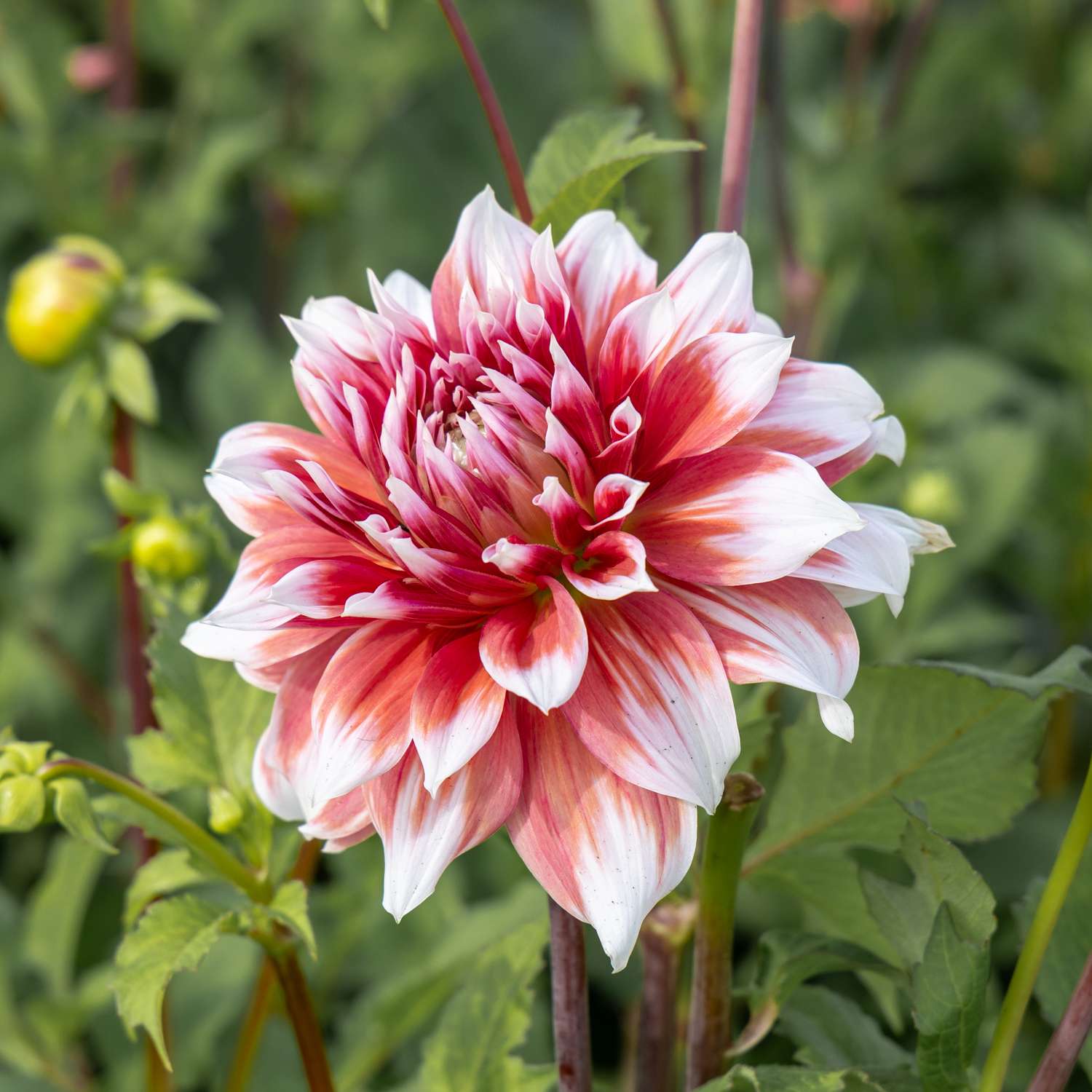 Dahlia ‘Frost Nip’