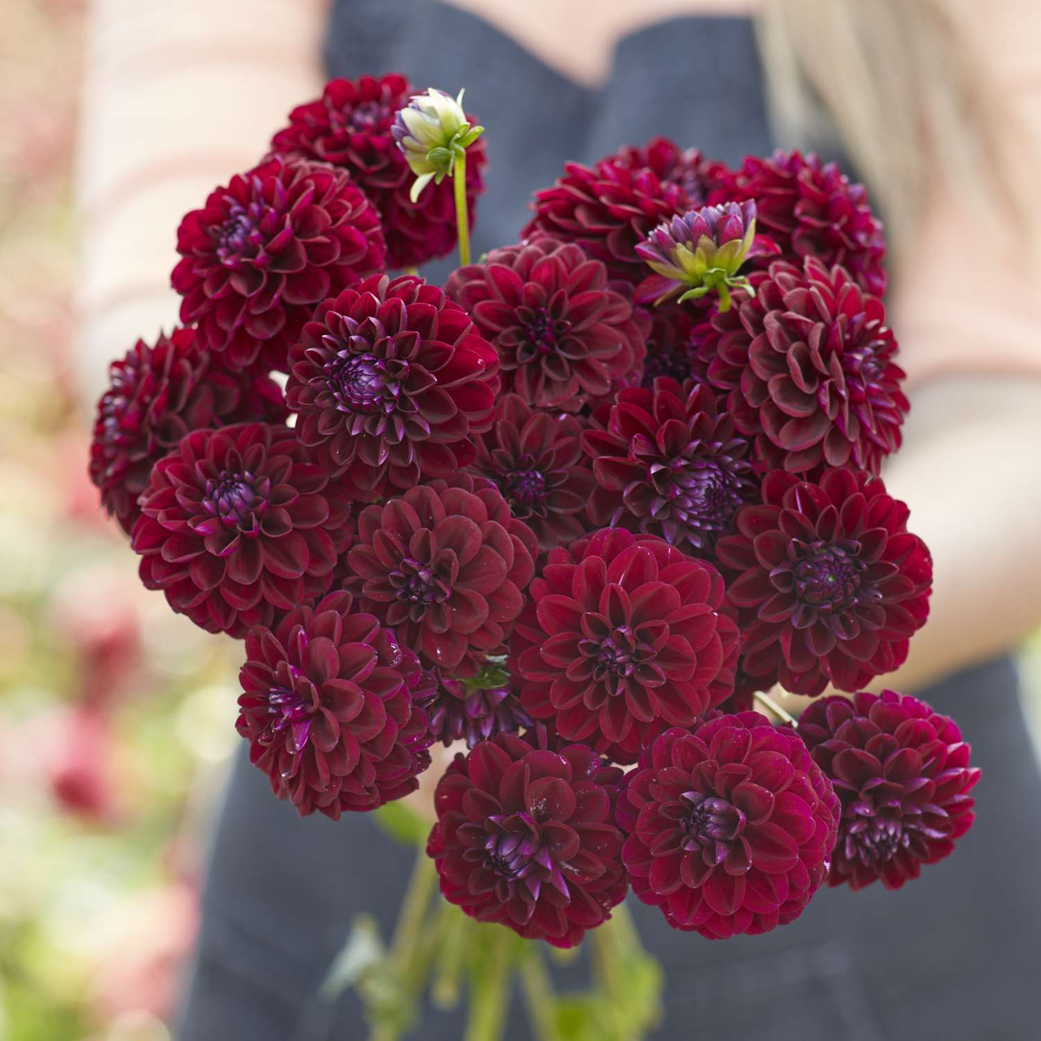 Dahlia 'Gipsy Night'