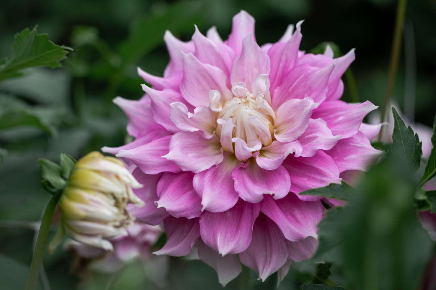 Dahlia 'Gitt's Perfection'