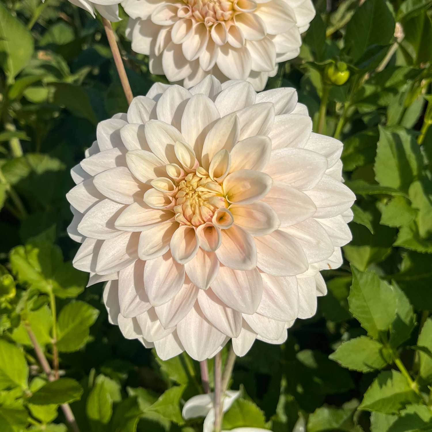 Dahlia 'Glossy Carlita'