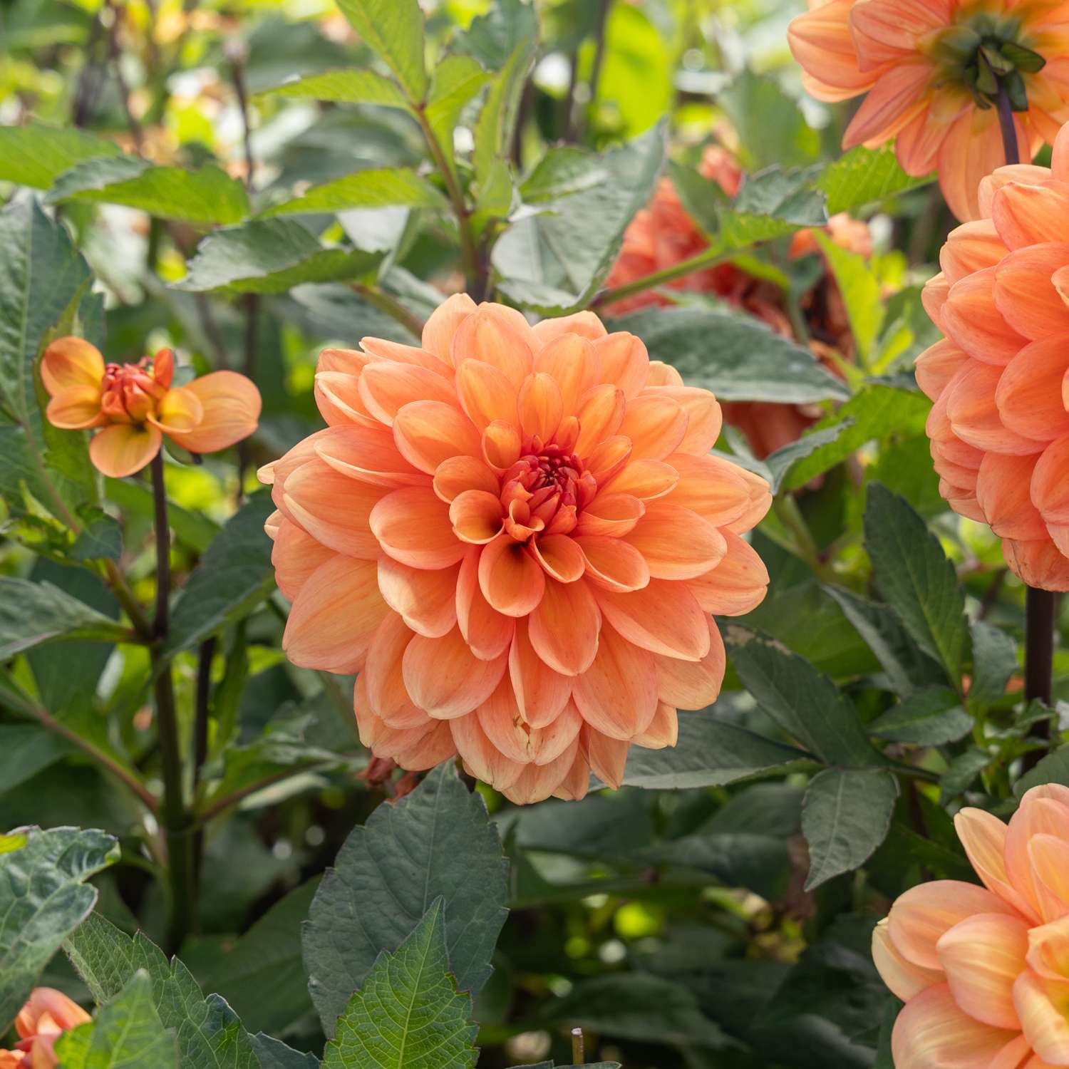 Dahlia 'Go Go Peach'
