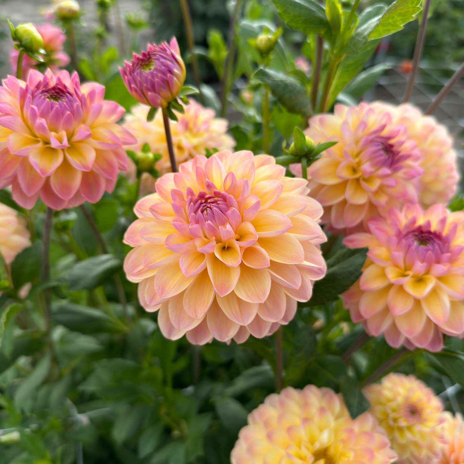 Dahlia ‘Hapet Pastell’