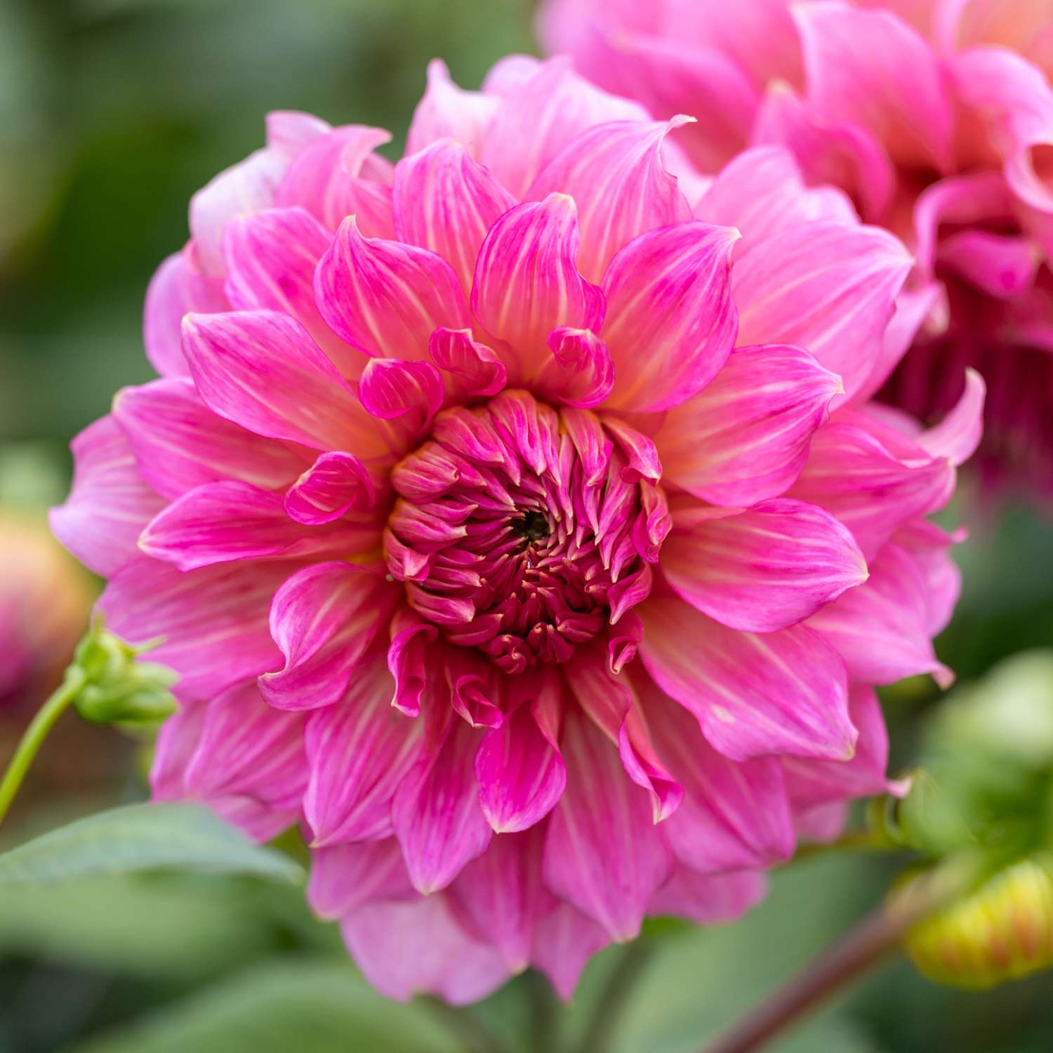Dahlia 'Islander'
