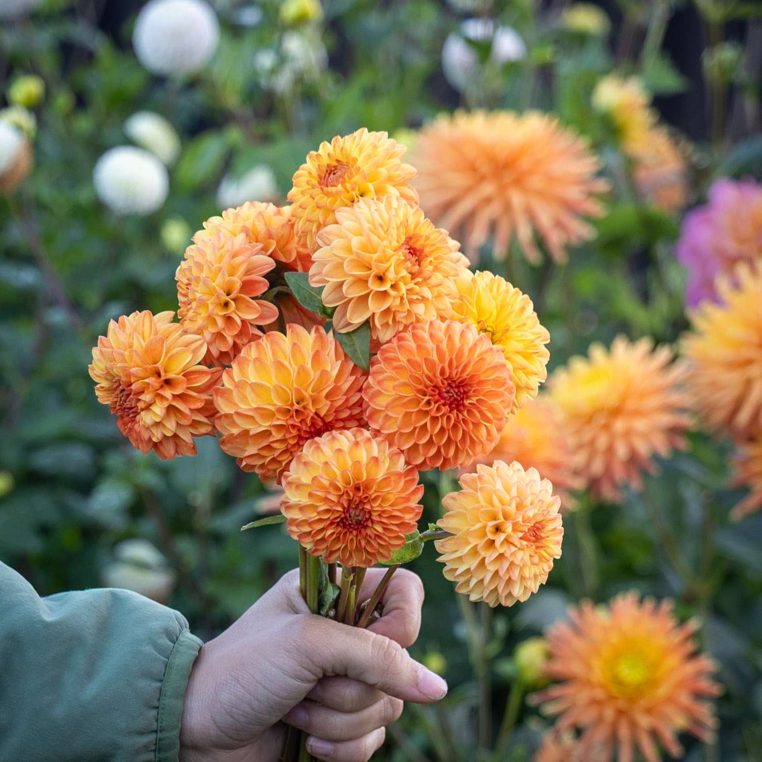 Dahlia 'Jowey Chantal'