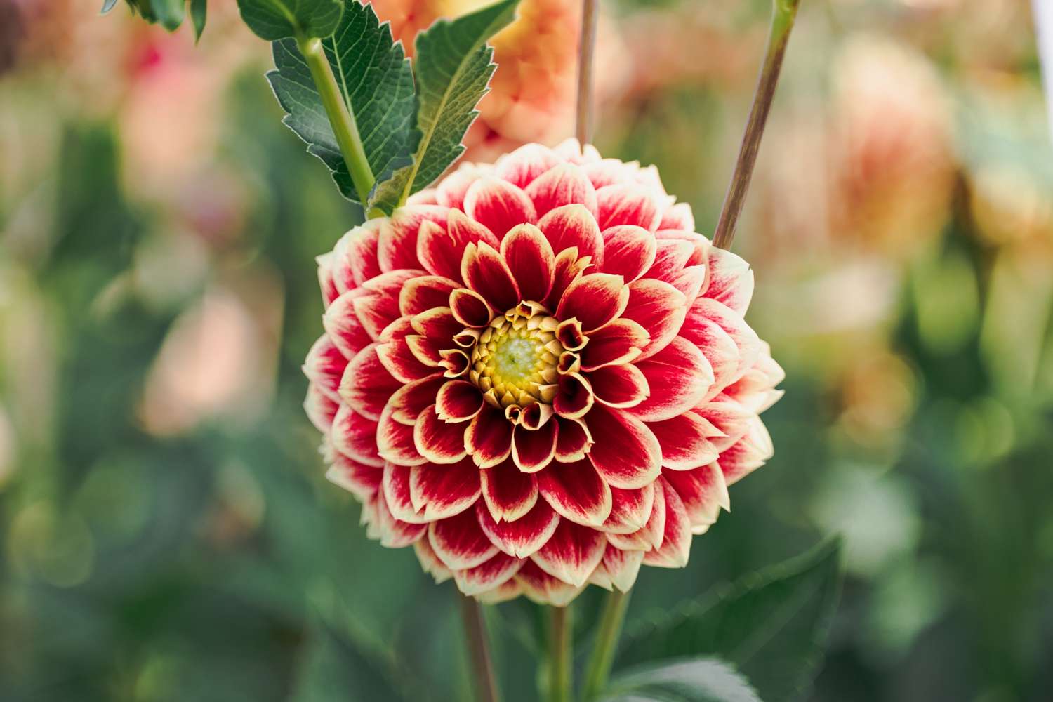 Dahlia 'Jowey Hubert'