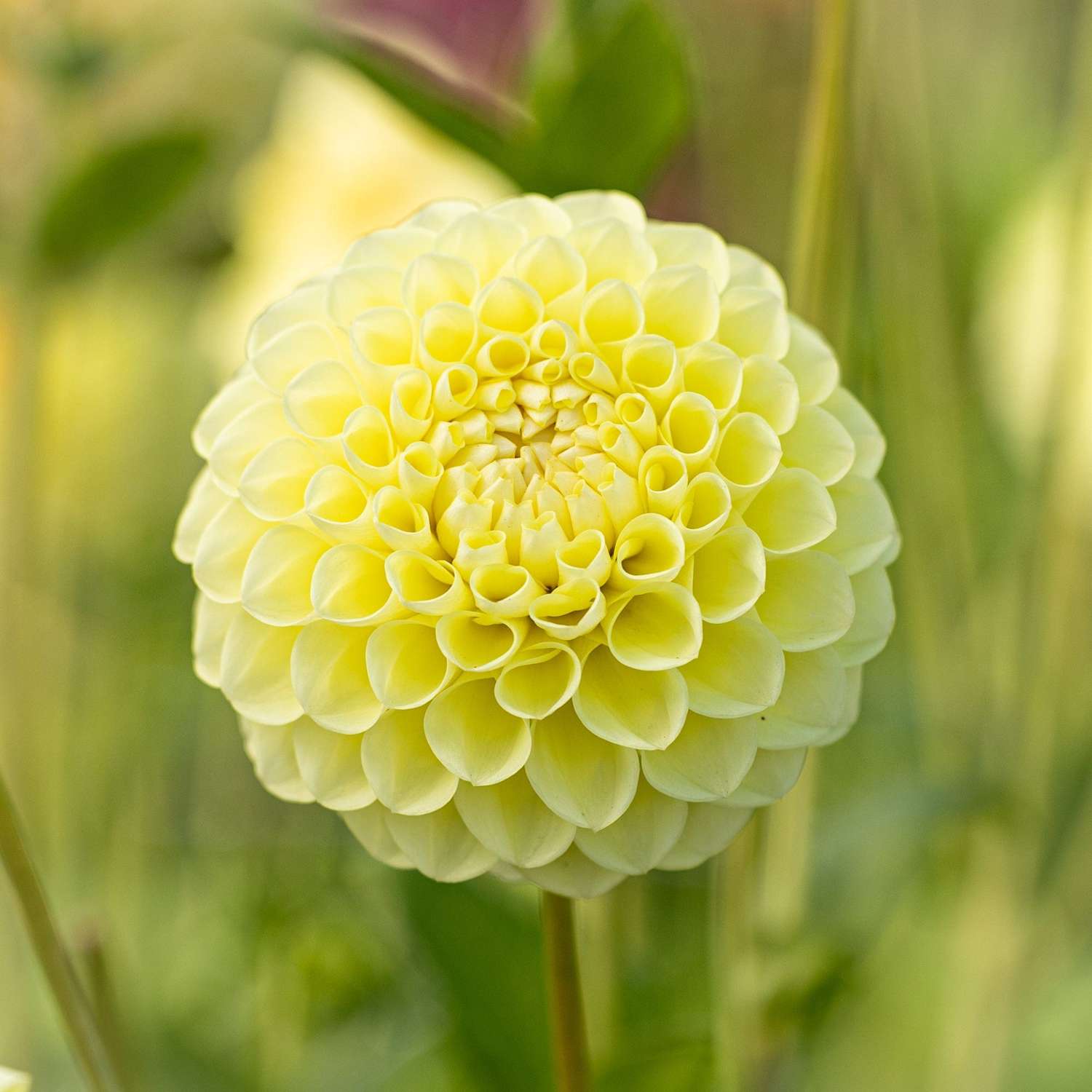 Dahlia 'Jowey Martina'