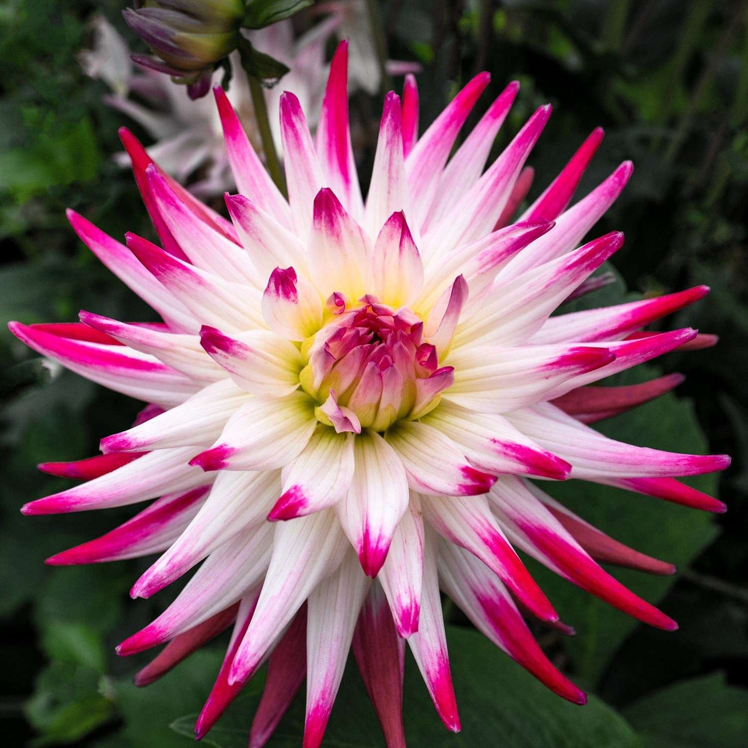 Dahlia 'Jura'
