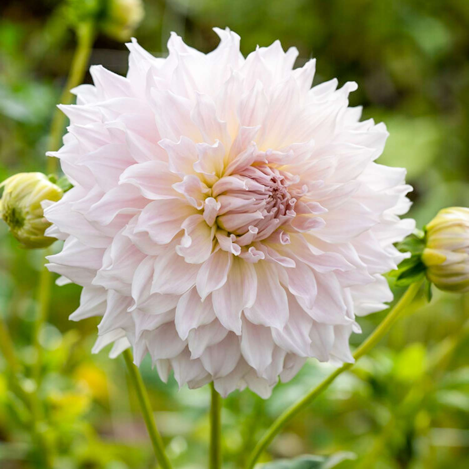 Dahlia ‘Ka's Cloud’