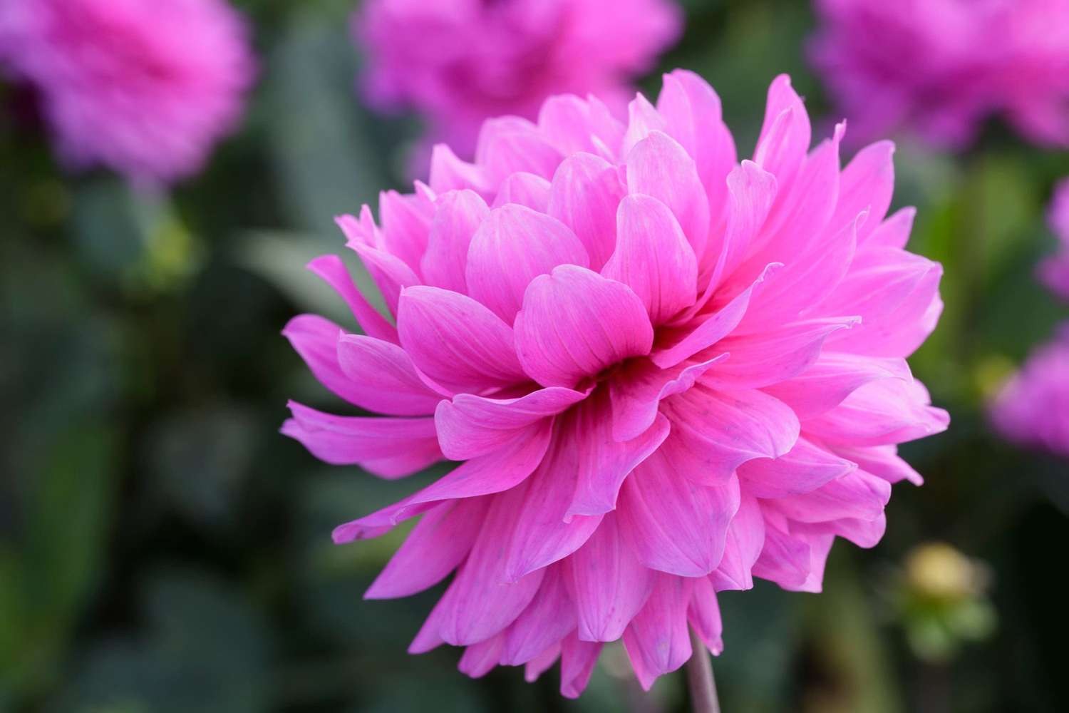 Dahlia 'Karma Lagoon'