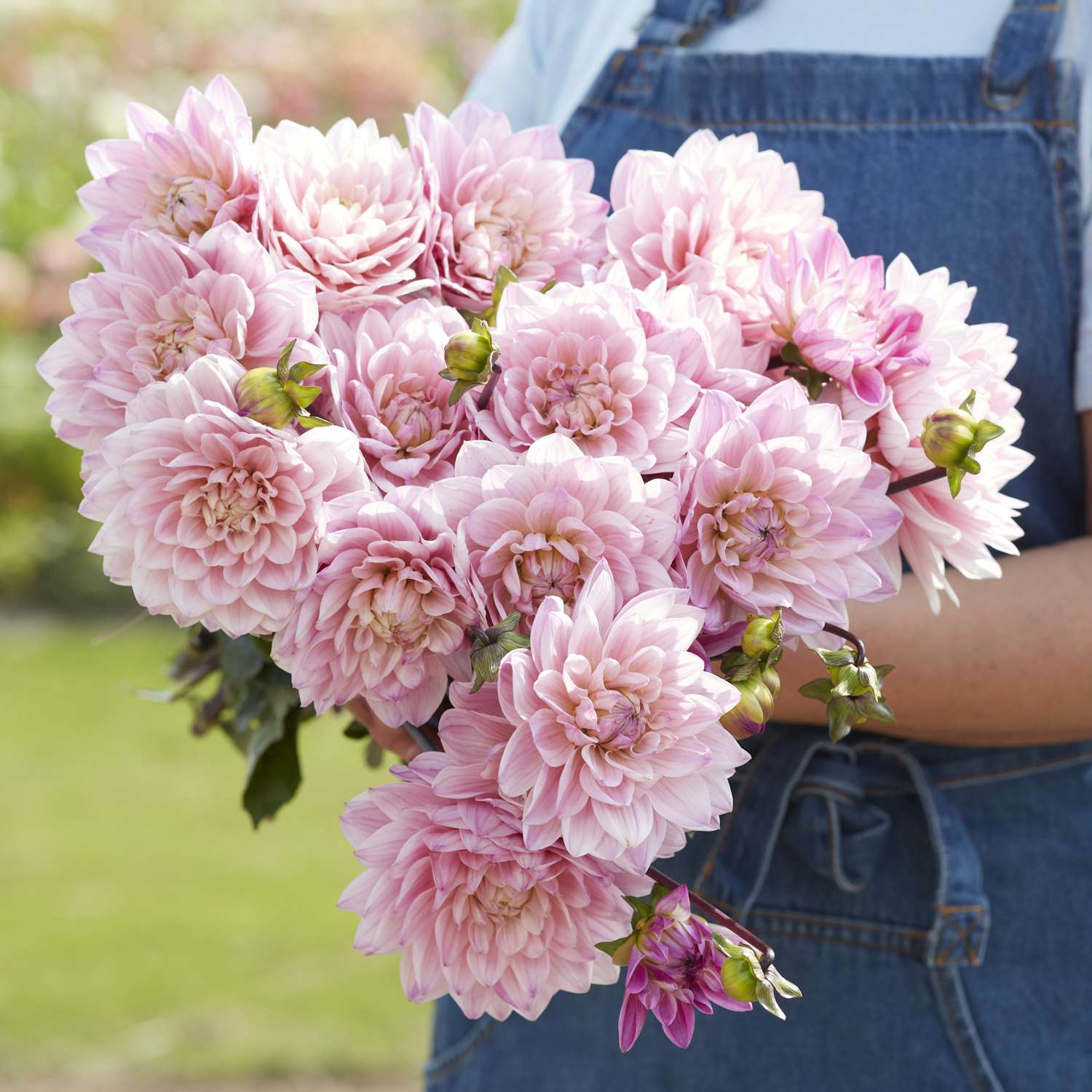 Dahlia 'Karma Prospero'