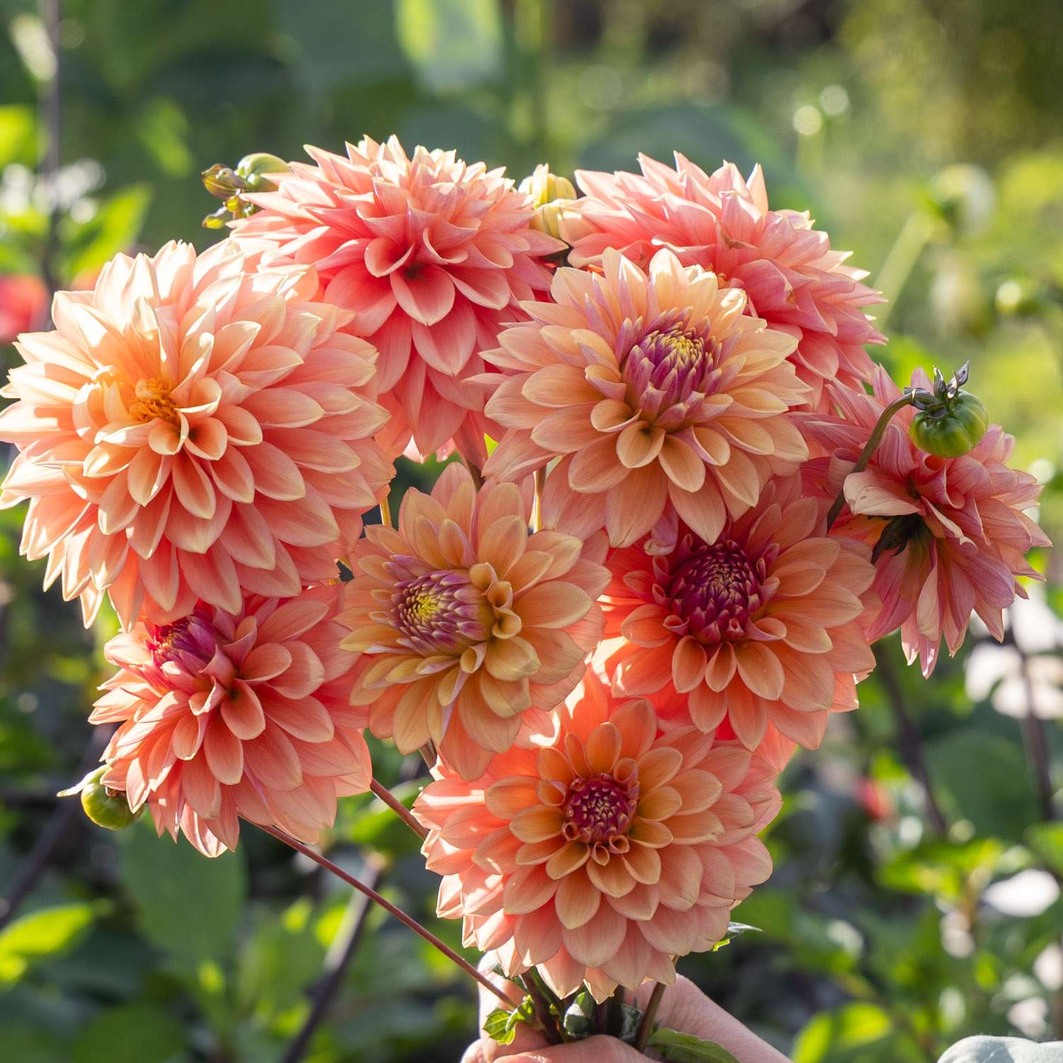 Dahlia 'Kick Off'