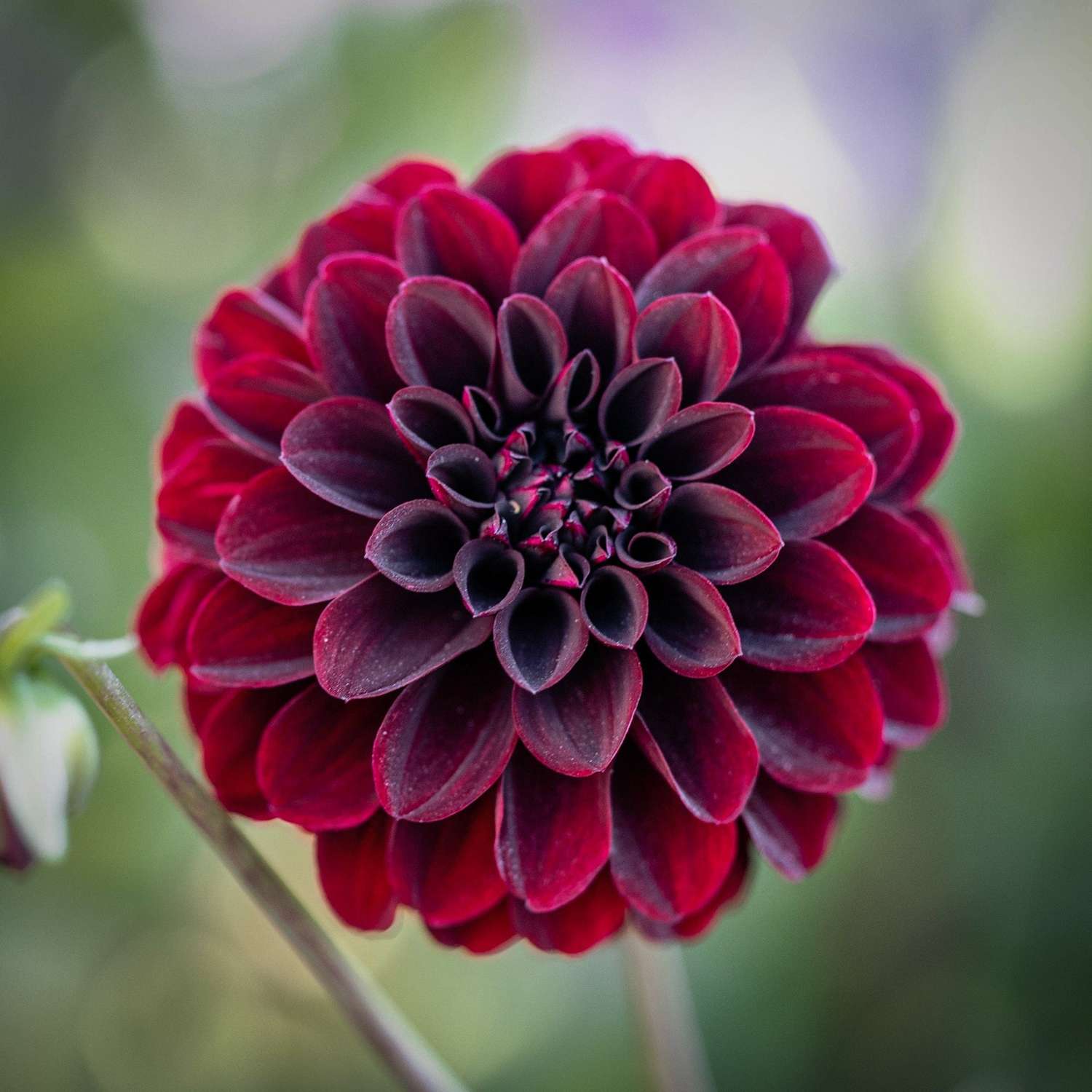 Dahlia 'La Recoleta'