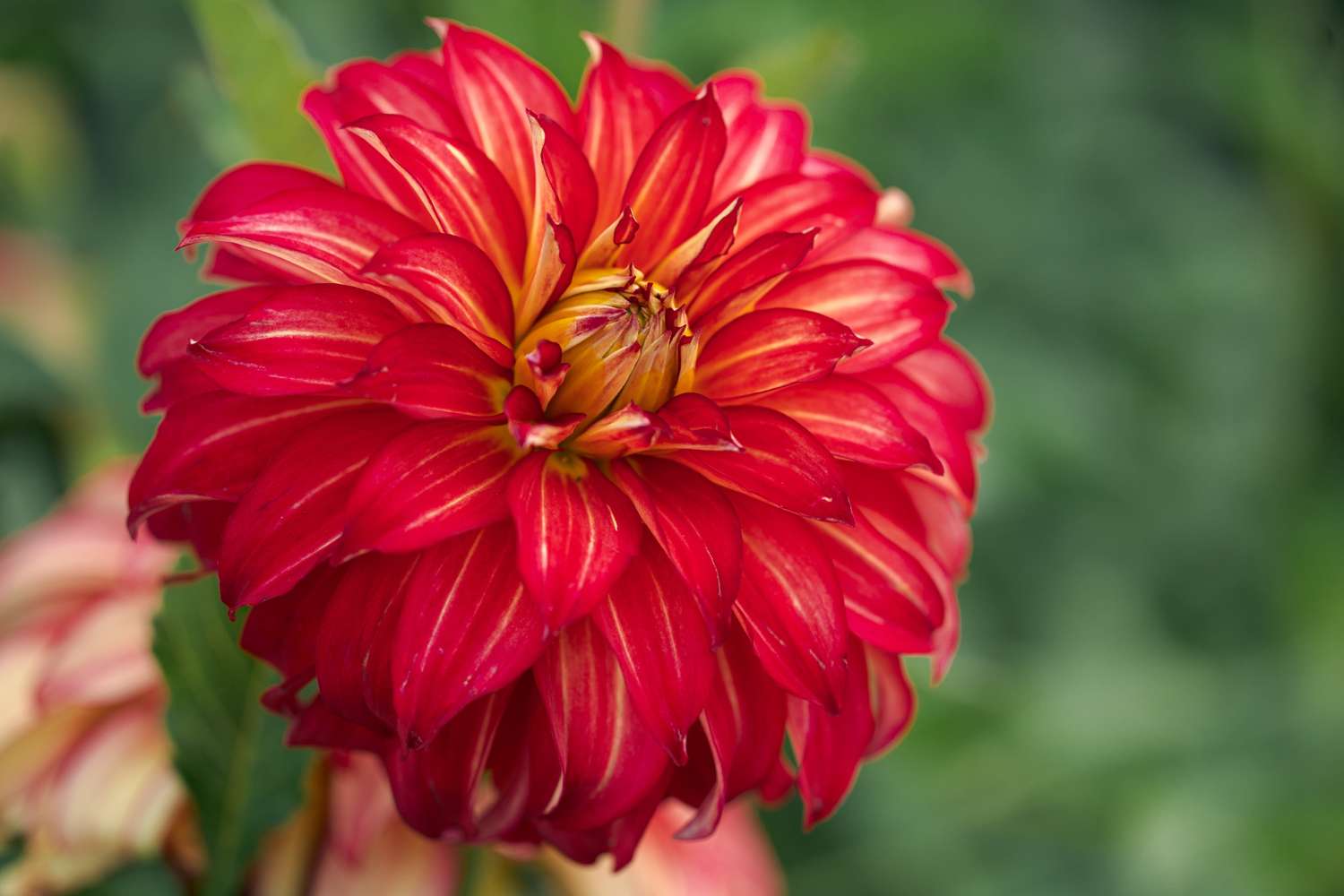 Dahlia 'Lady Darlene'