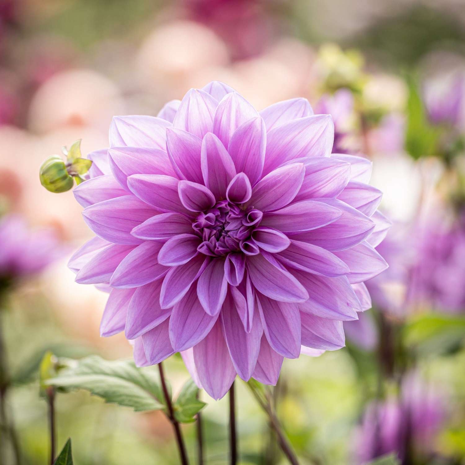Dahlia 'Lilac Time'