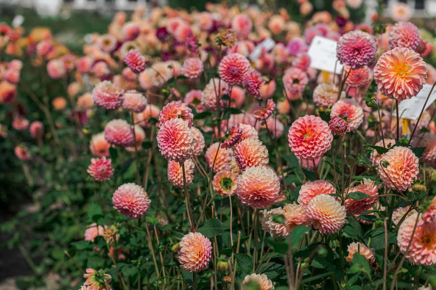 Dahlia 'Linda's Baby'